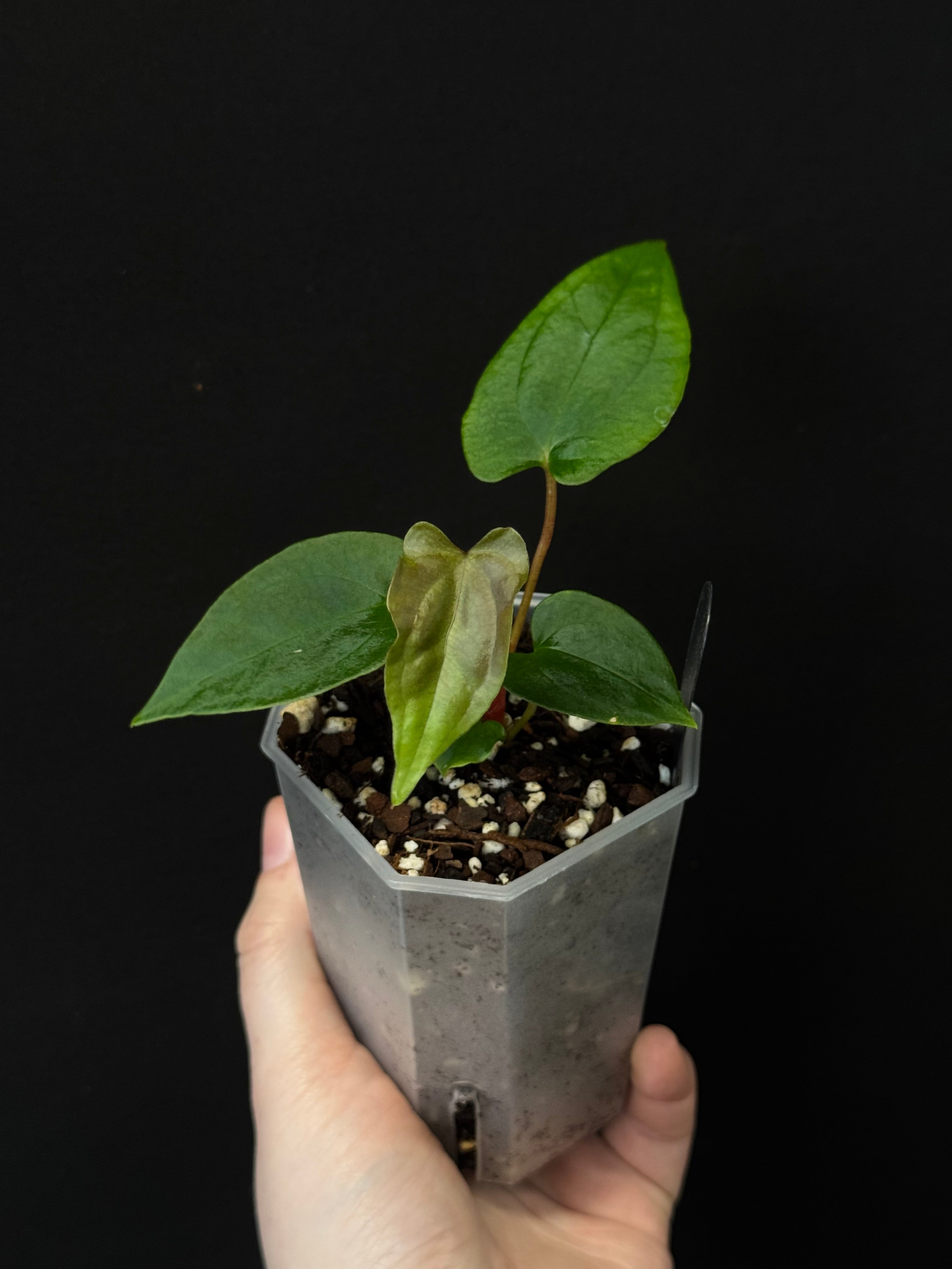 Anthurium RLxFS ‘Menace Black’ x Ralph Lynam F1 (JV)