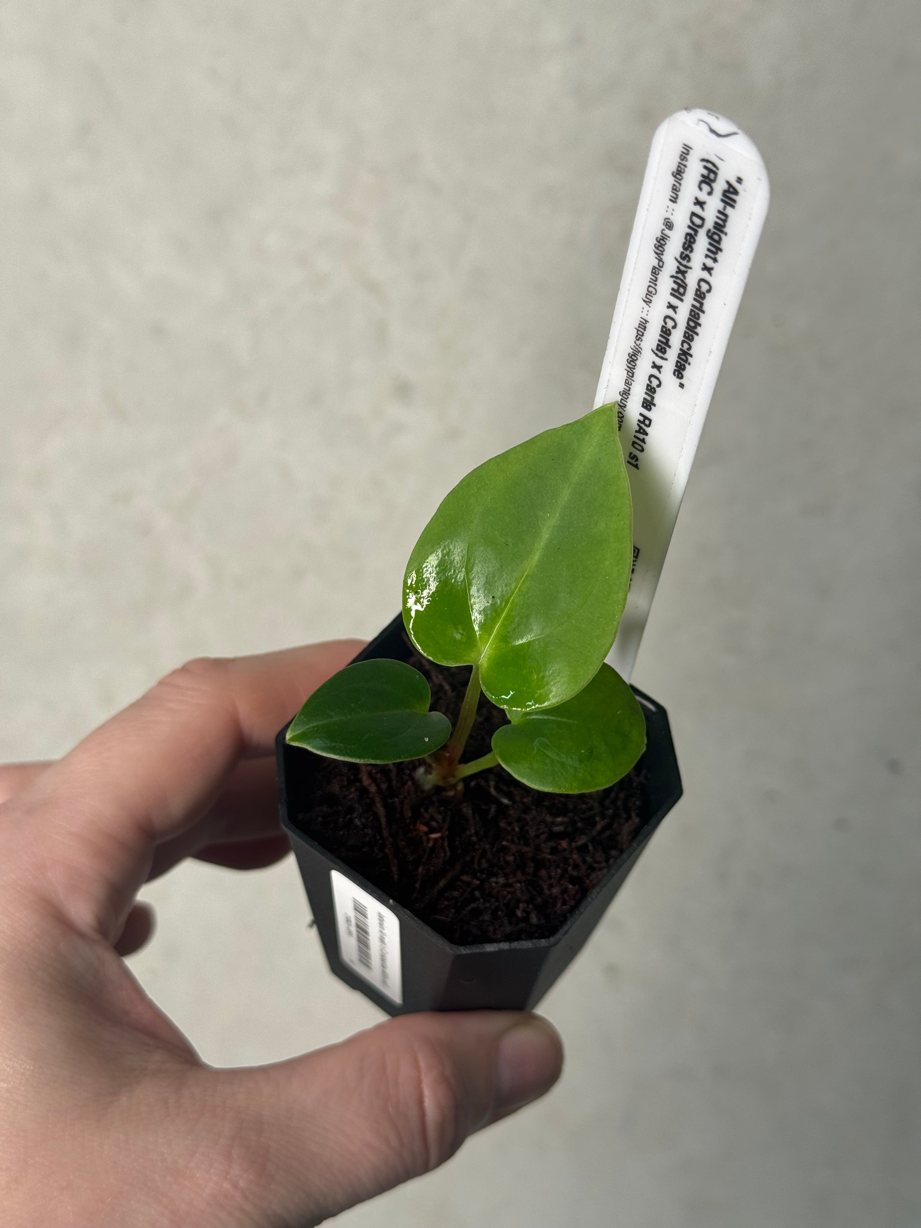 Anthurium 'All-might' x (Carlablackiae RA10 x self)