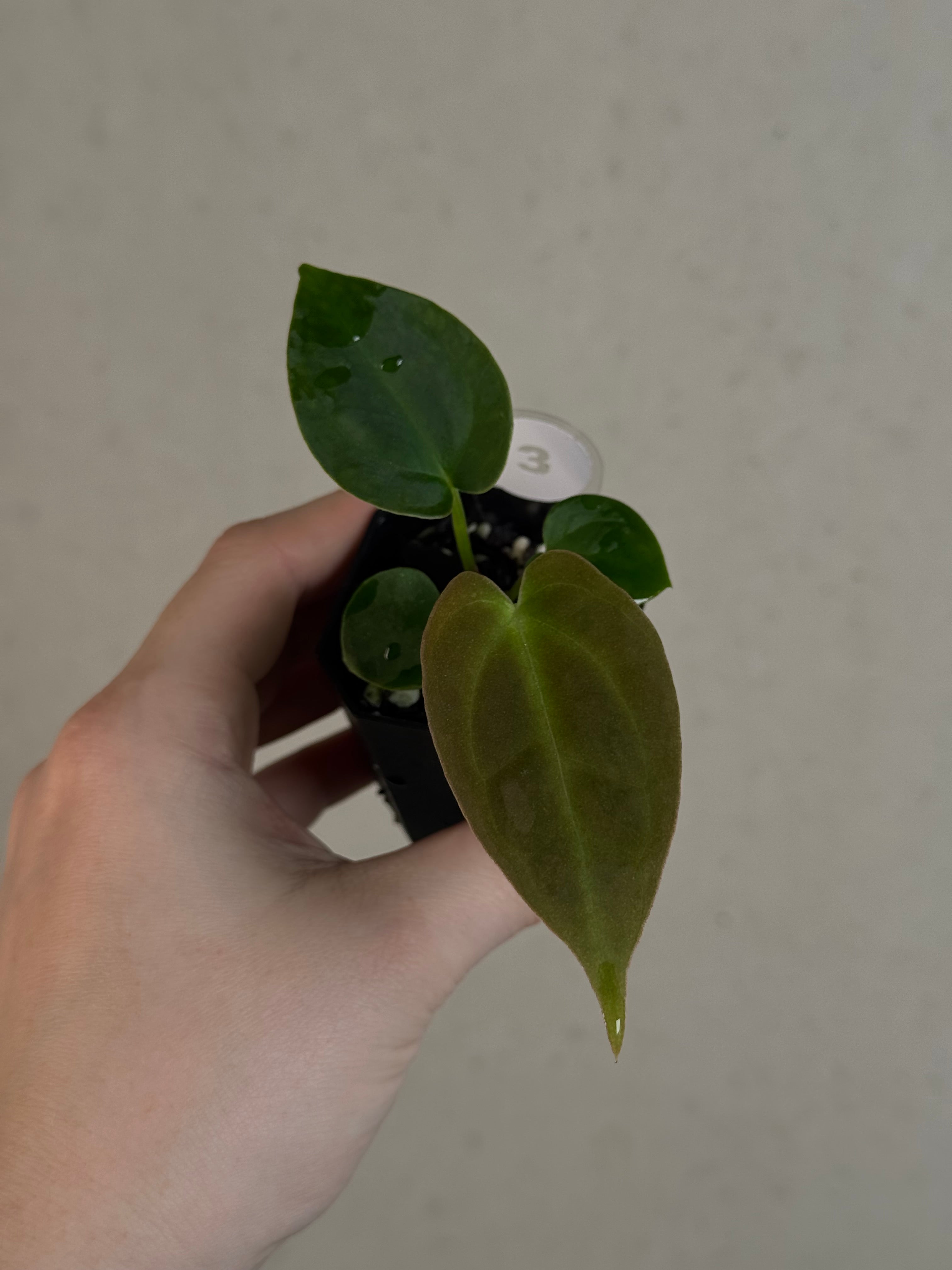 Anthurium ('Red Spider' x Forgetii) x (Black Widow x Red Velvet Cake)