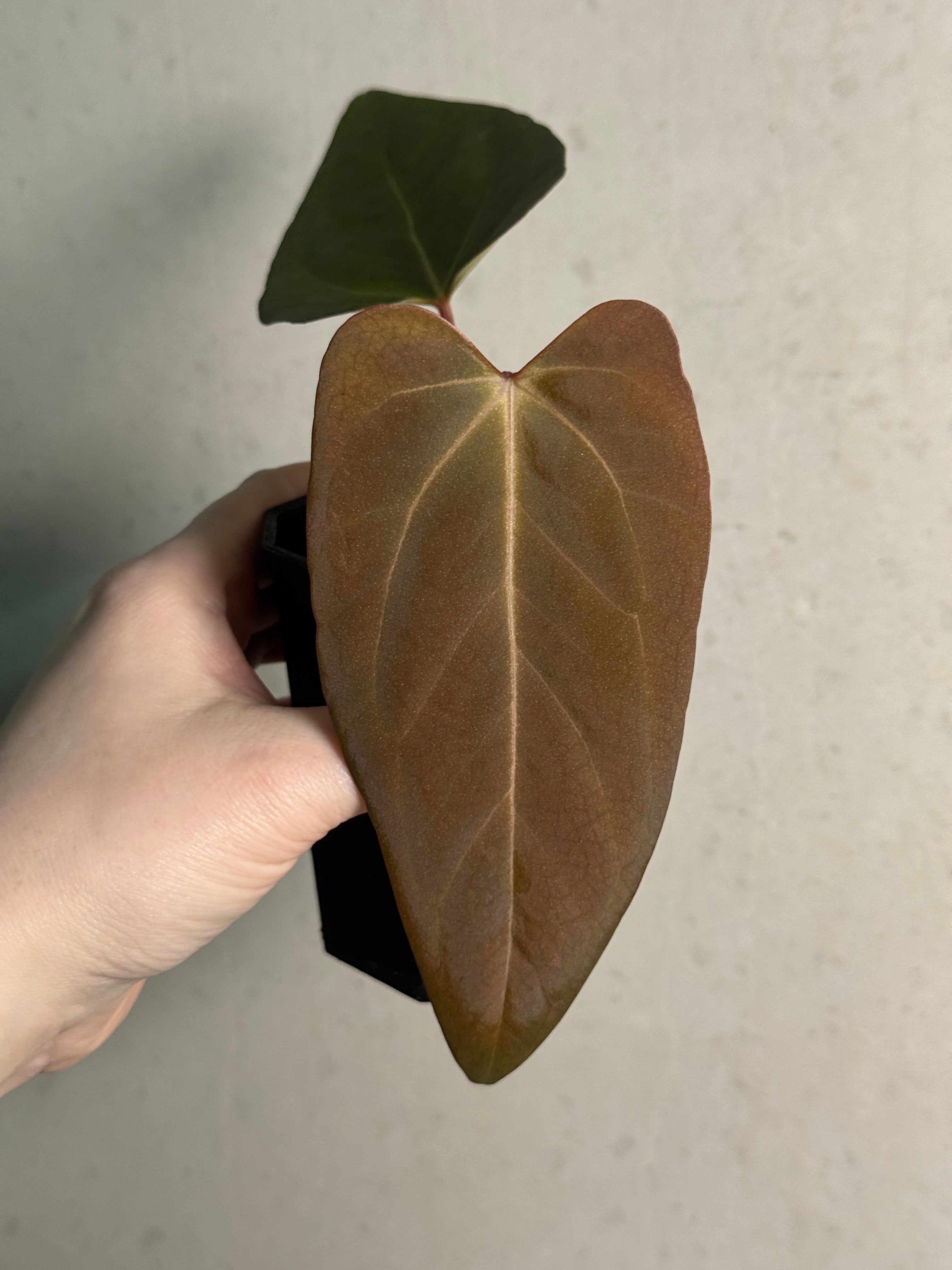 Anthurium 'Cobra' x Fort Sherman - Clone - SMUKHI