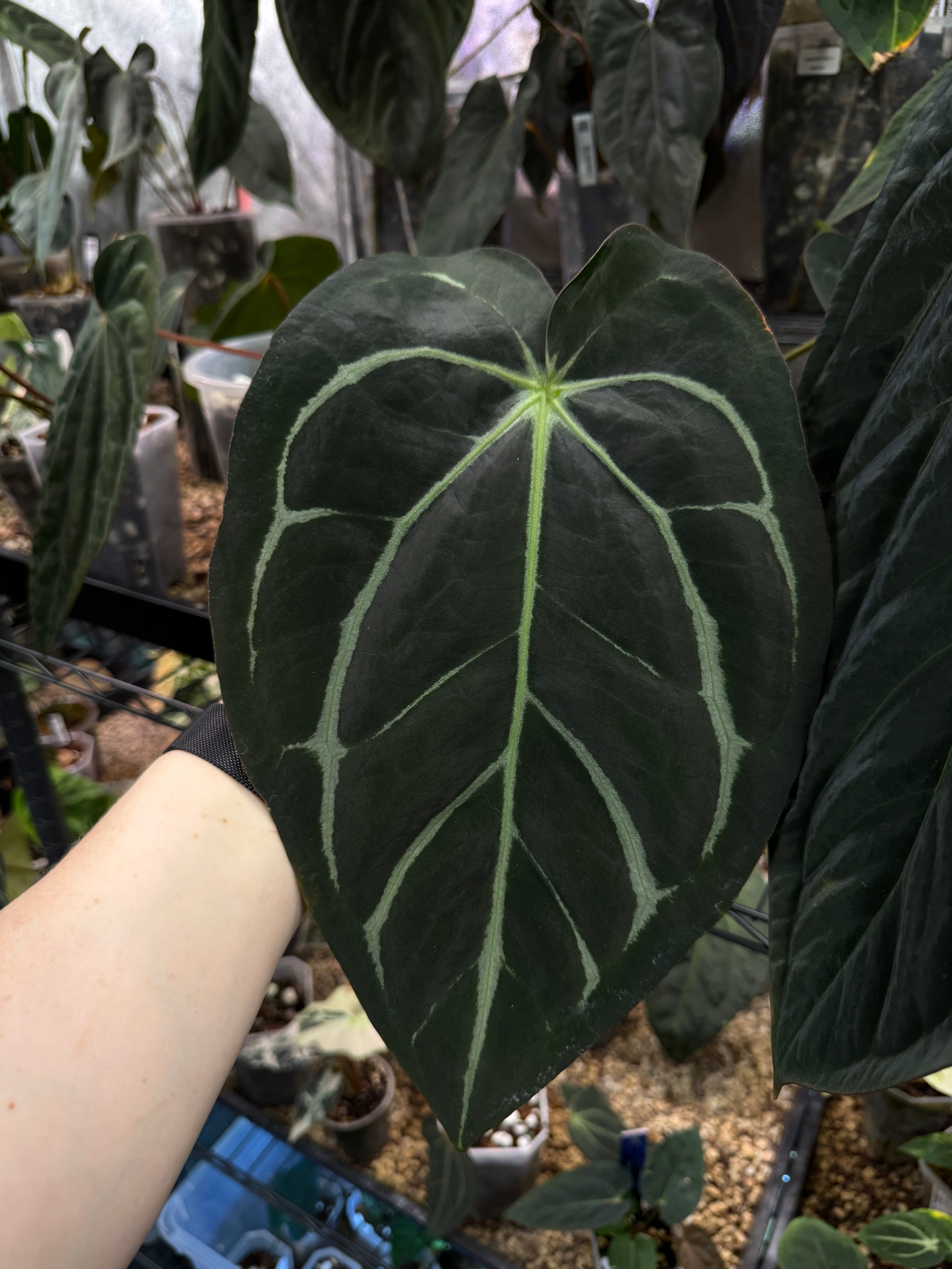 Anthurium Carlablackiae NSE