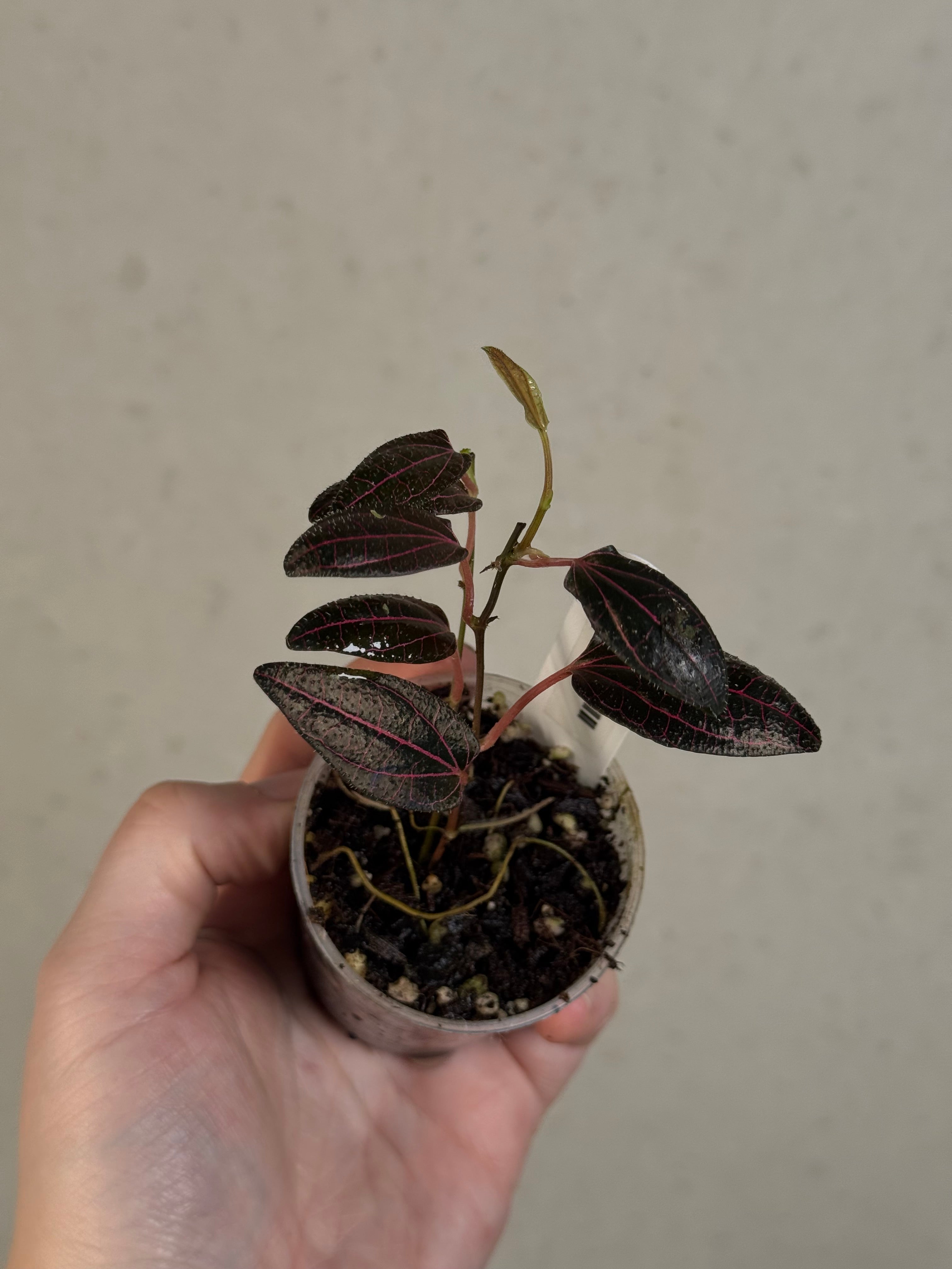 Piper sp. Pink