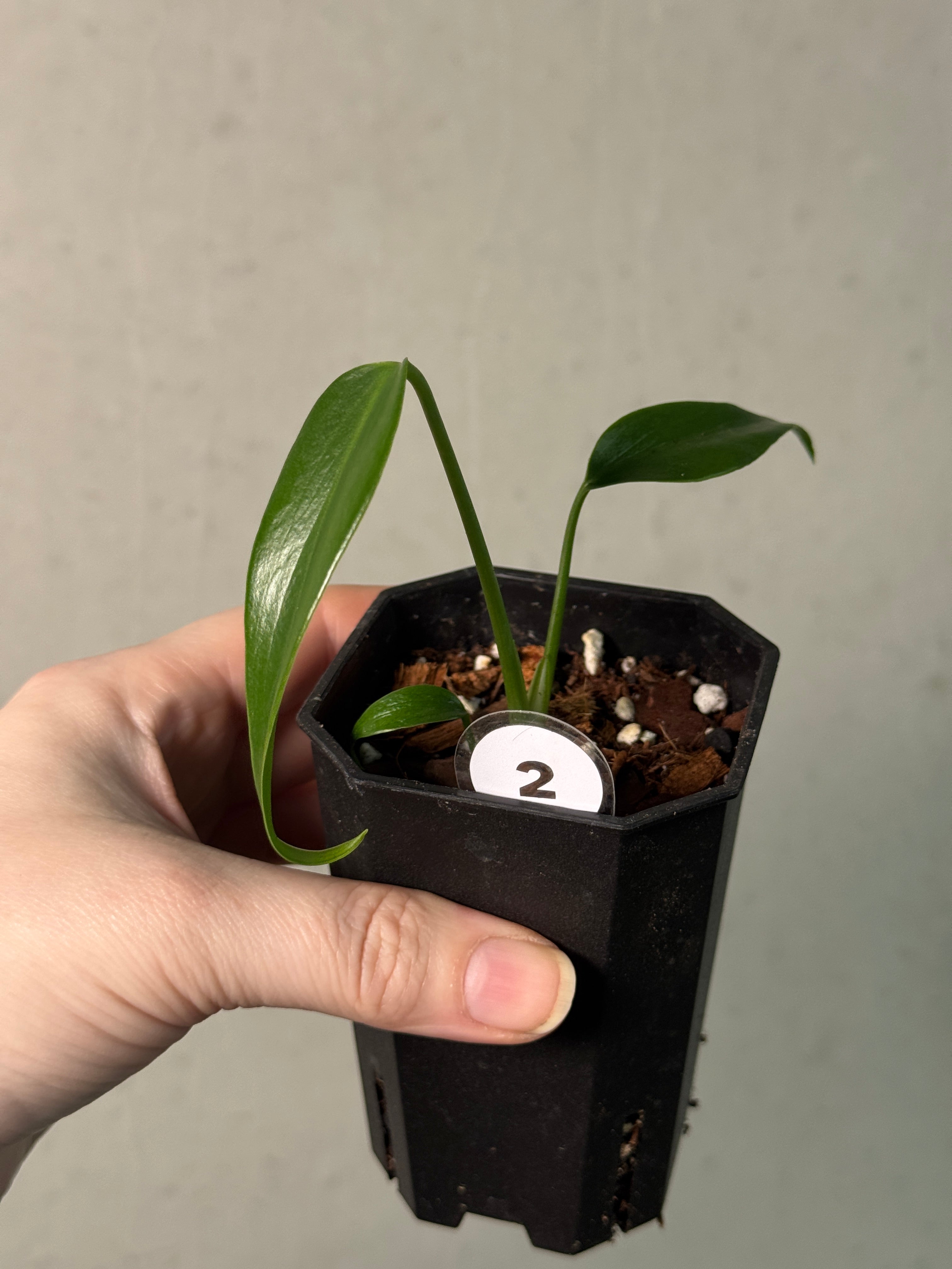 Monstera Burle Marx Flame - Clone - SMUKHI