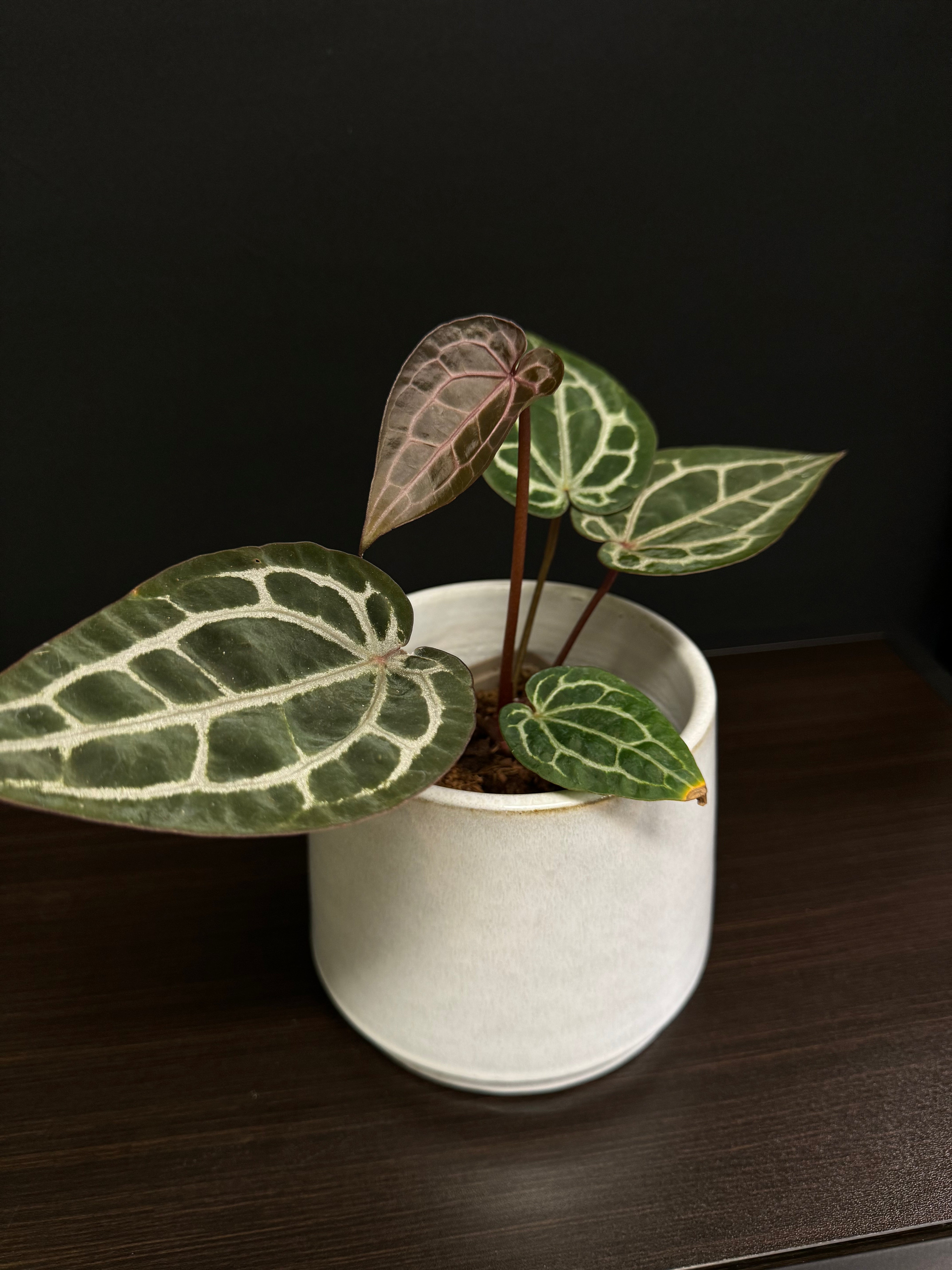 Gina Da Decorative Pot ‘Basalt’ - SMUKHI