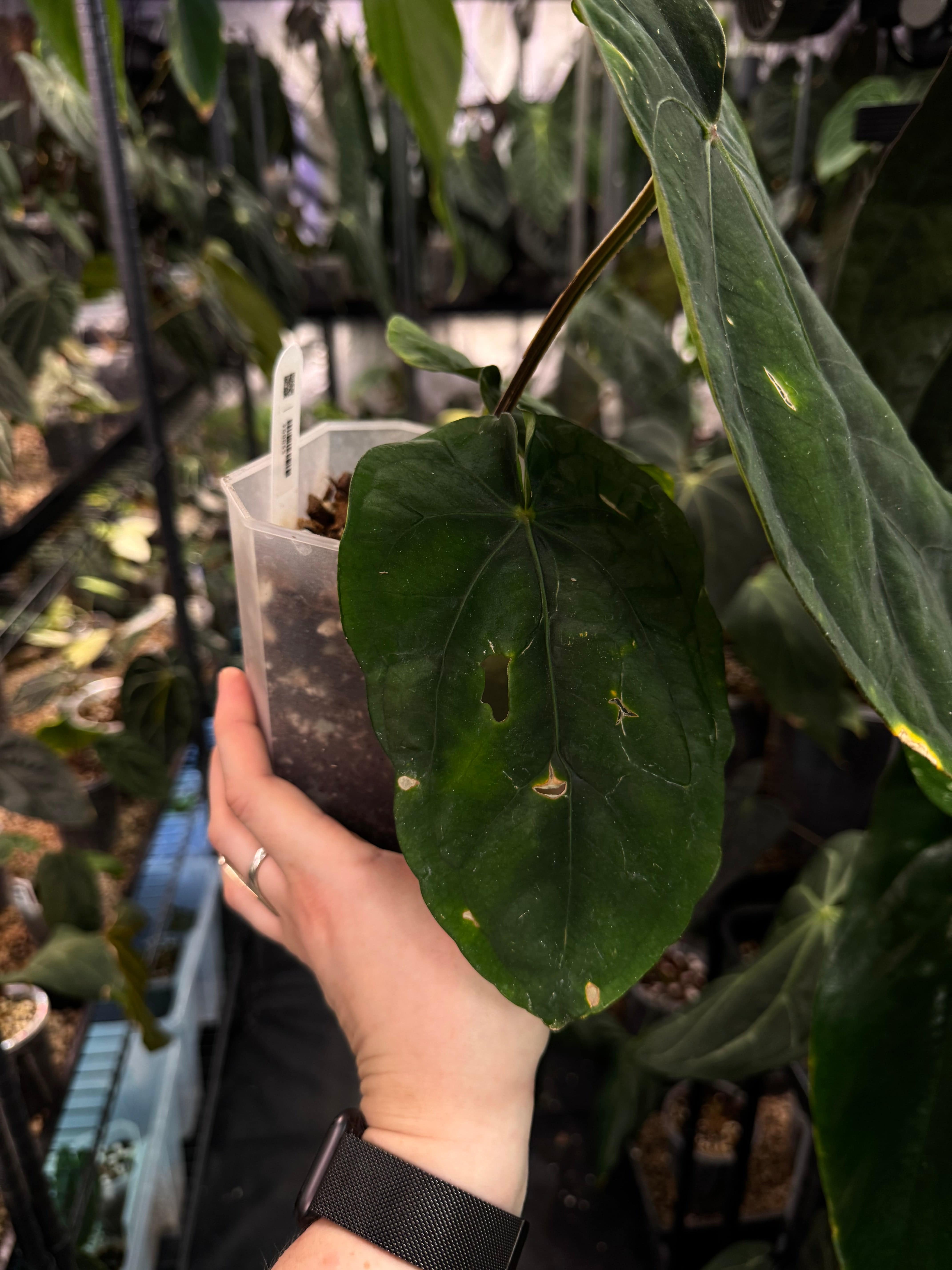 Anthurium NSE Dressleri - SMUKHI