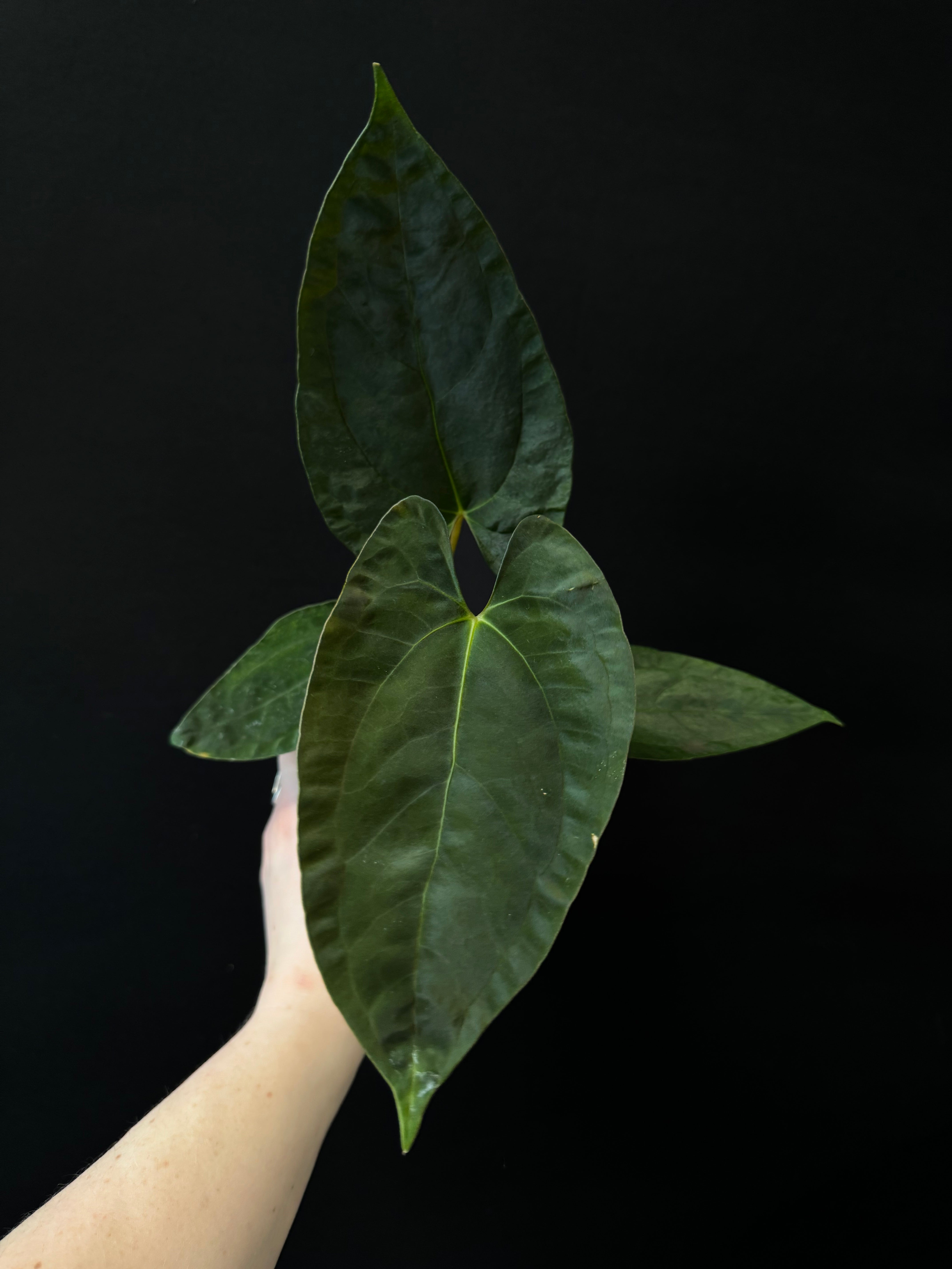 Anthurium RLxFS x NSE Papillilaminum