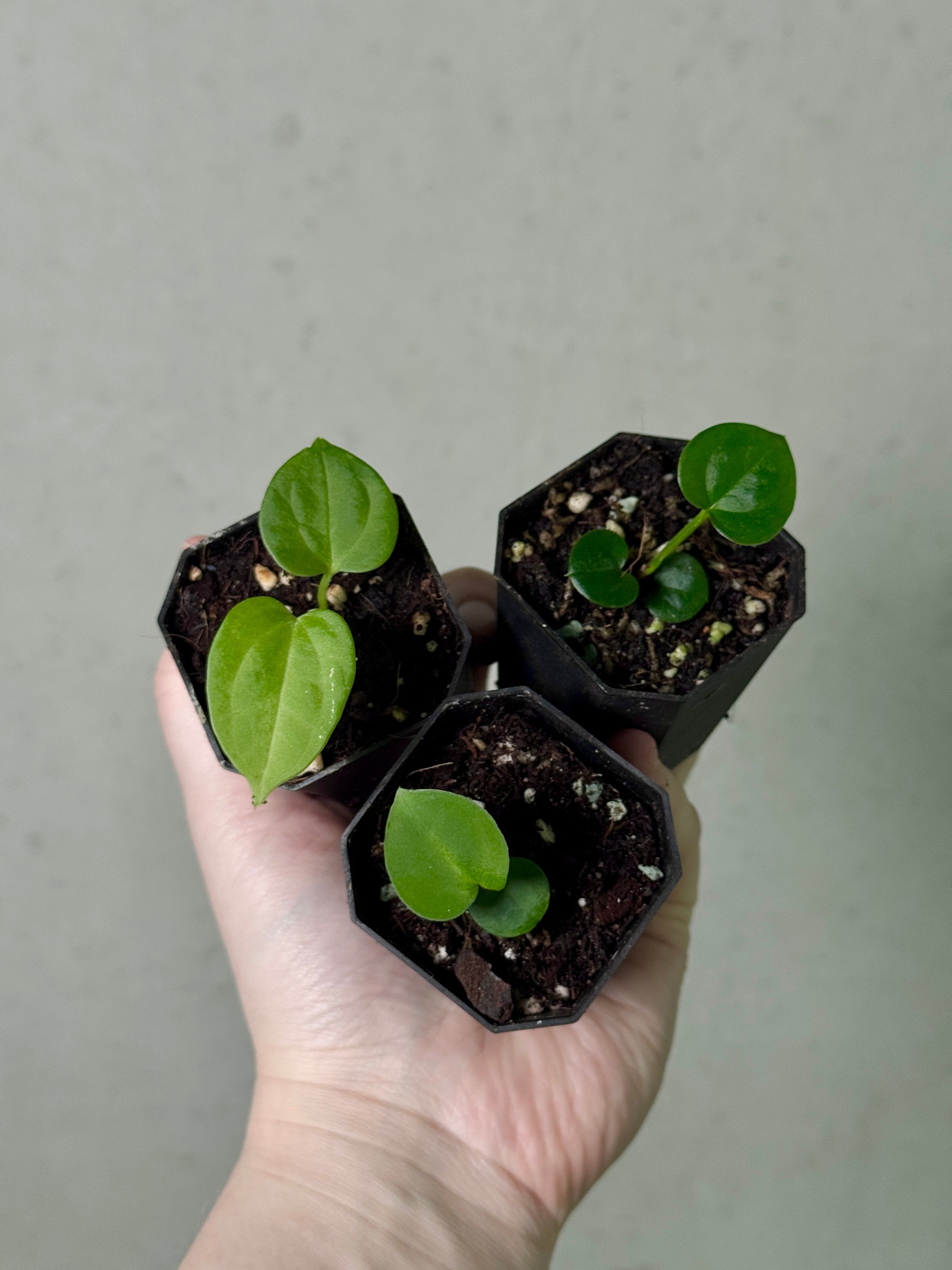 Anthurium Bundle #3