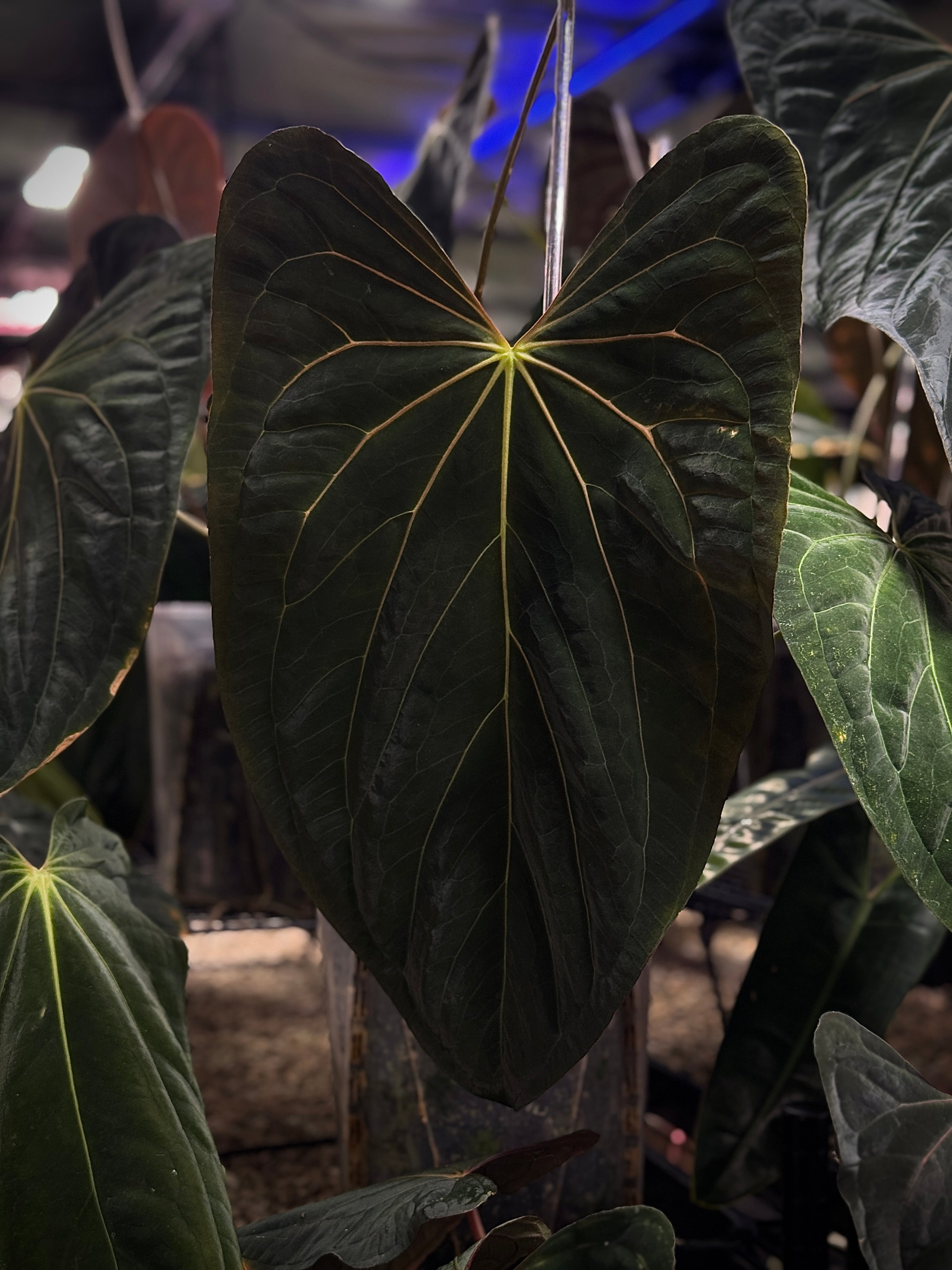 Anthurium Fort Sherman S1 x BVEP ('Round' x RA1) - SMUKHI