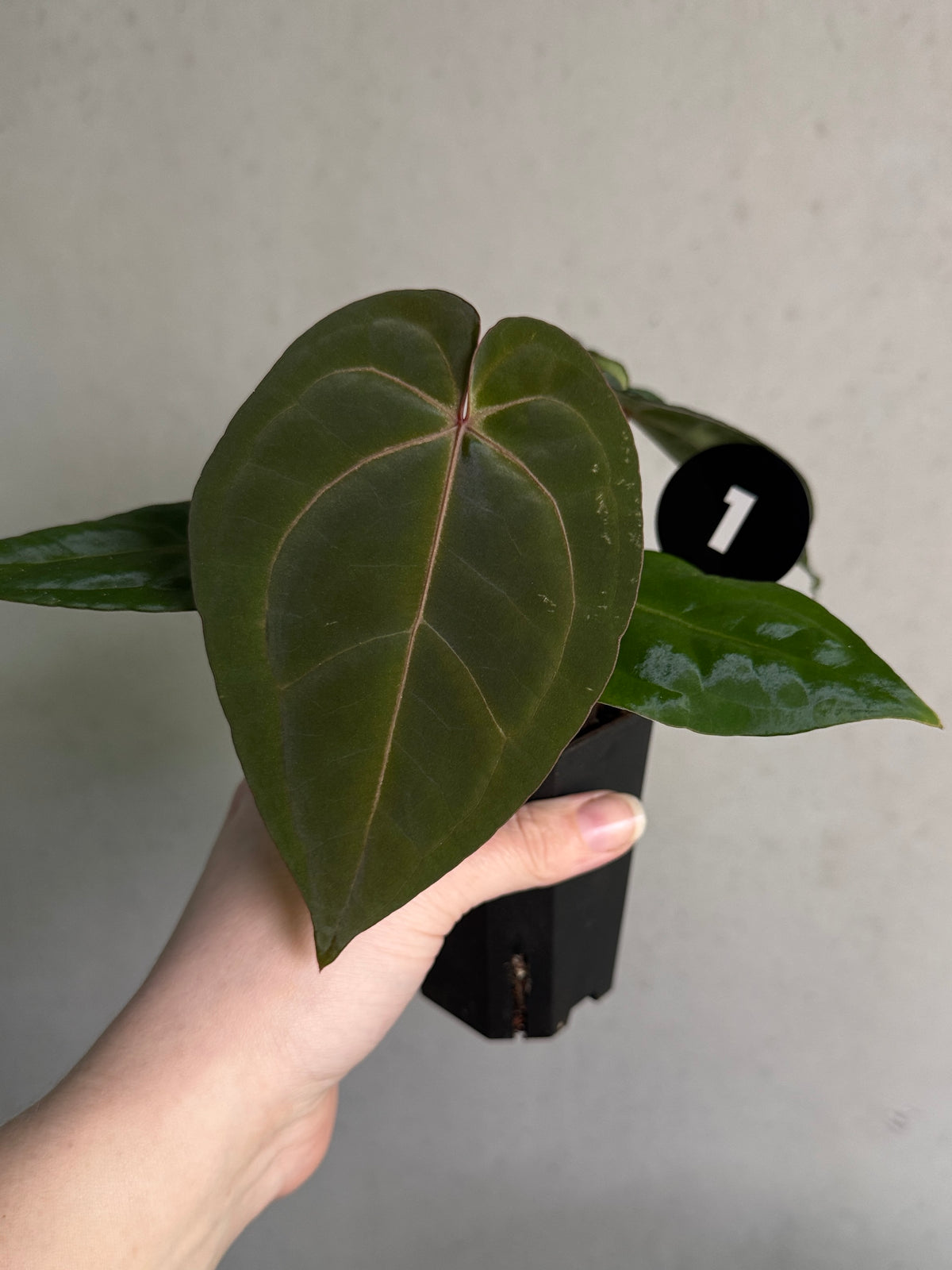SMUKHI Anthurium Michelle plant with vibrant green leaves and glossy red flowers on a lush indoor plant.