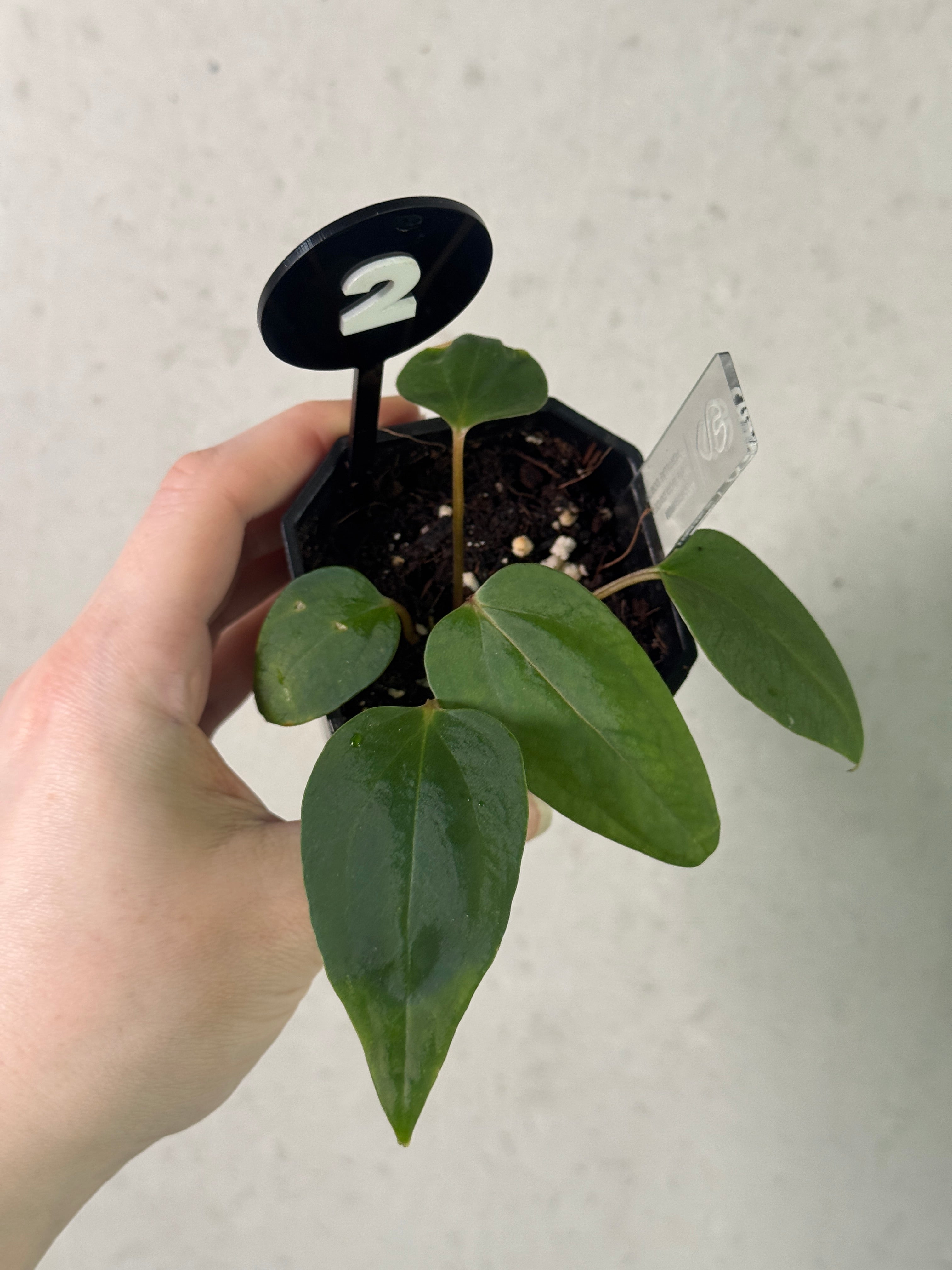 Anthurium Mr. Worldwide x Portillae ‘Dorito’