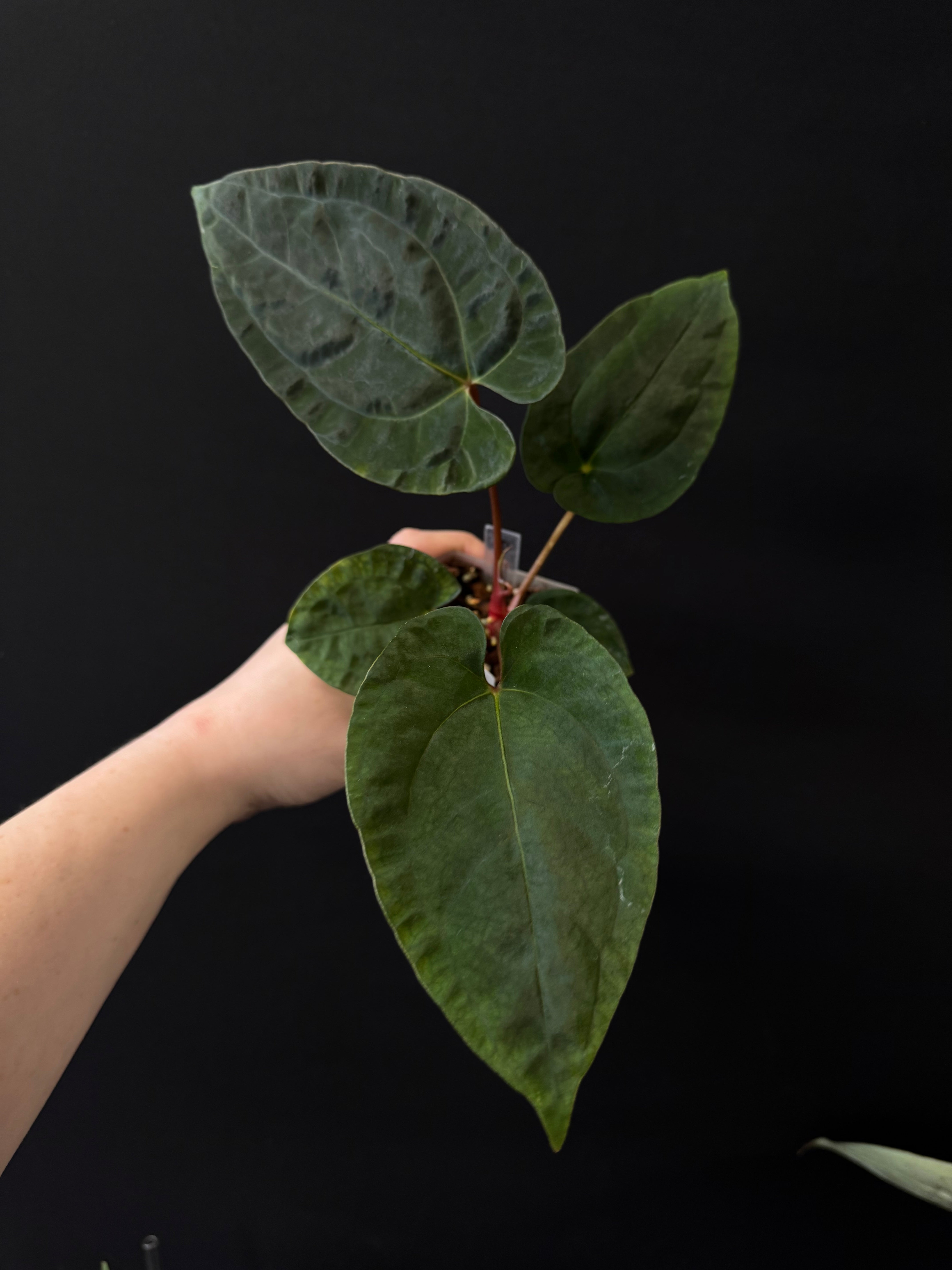 Anthurium RLxFS x NSE Papillilaminum