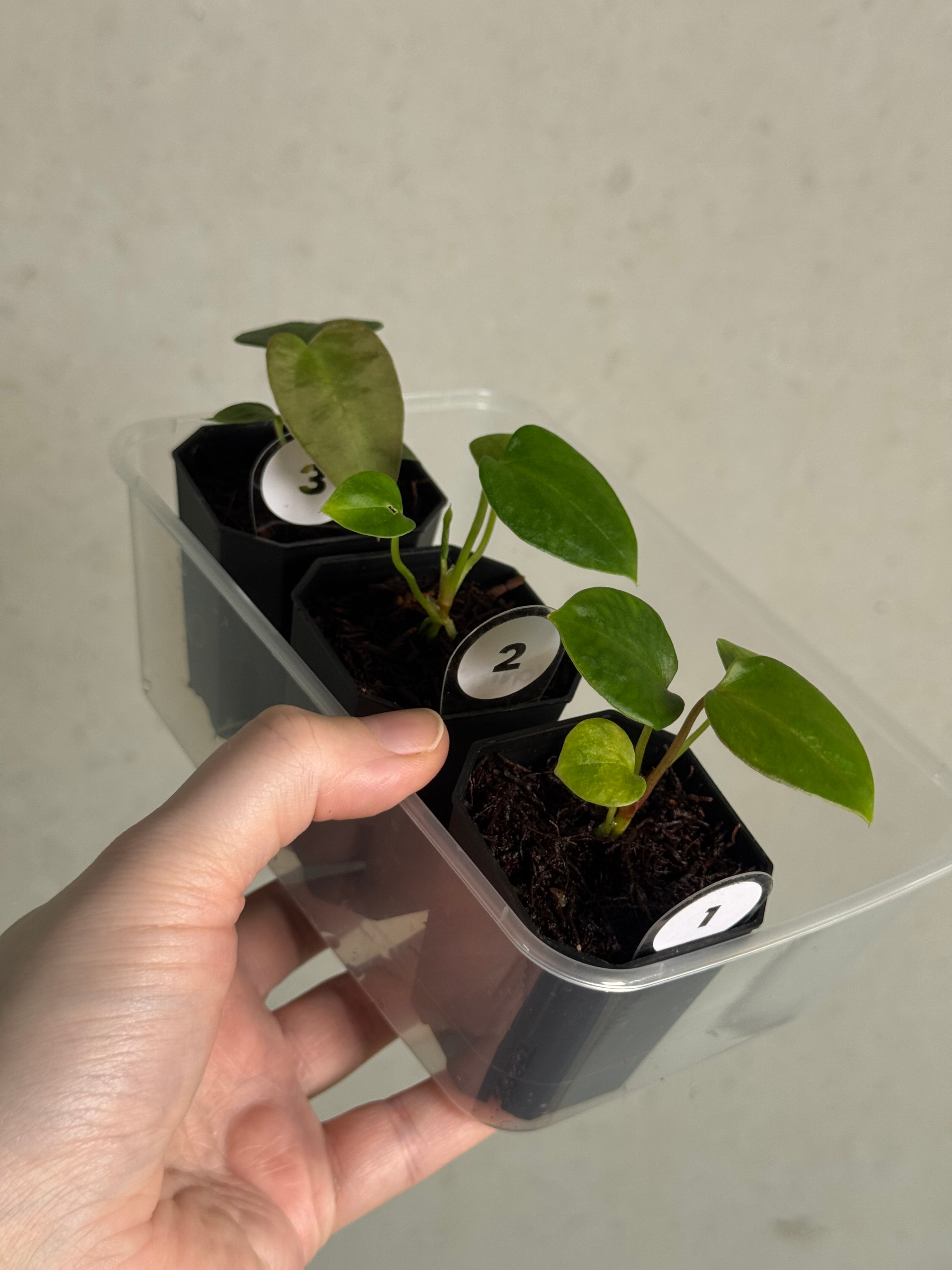 Anthurium Mr. Worldwide x sp. Nov DF - SMUKHI