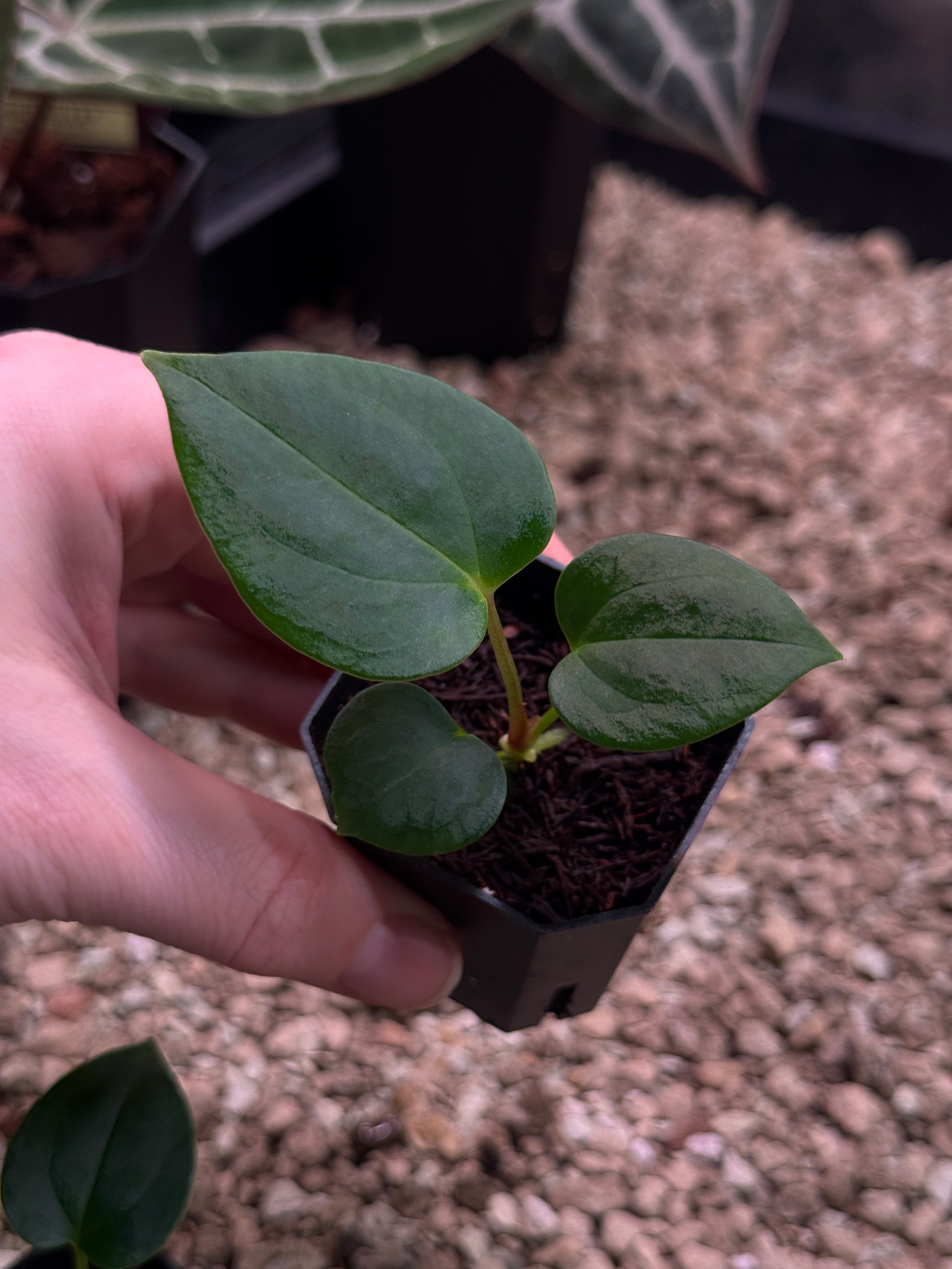 Anthurium (Fort Sherman x self) x (NSE Carlablackiae x) - SMUKHI