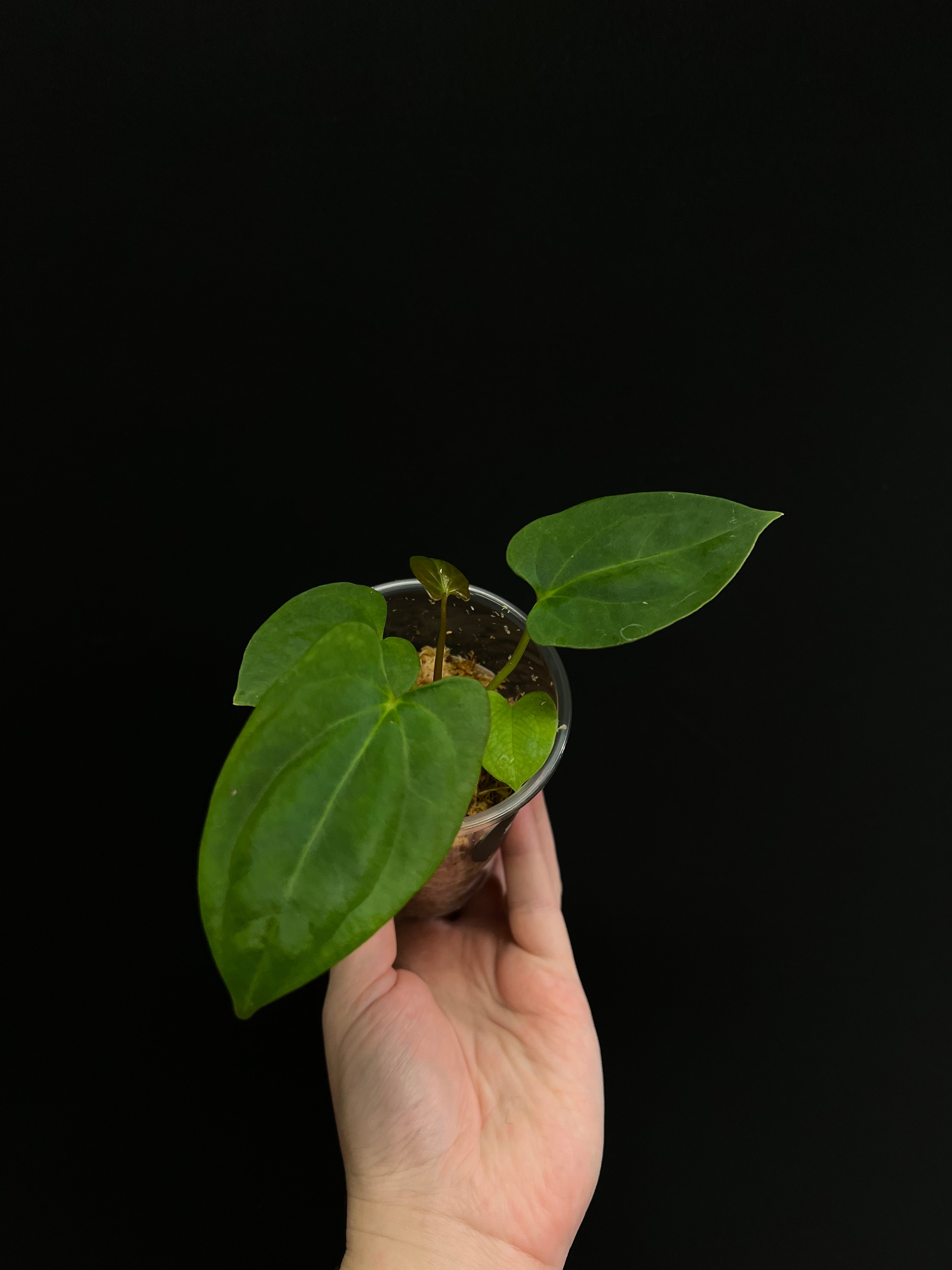 Anthurium RLFS x self - Small Plants