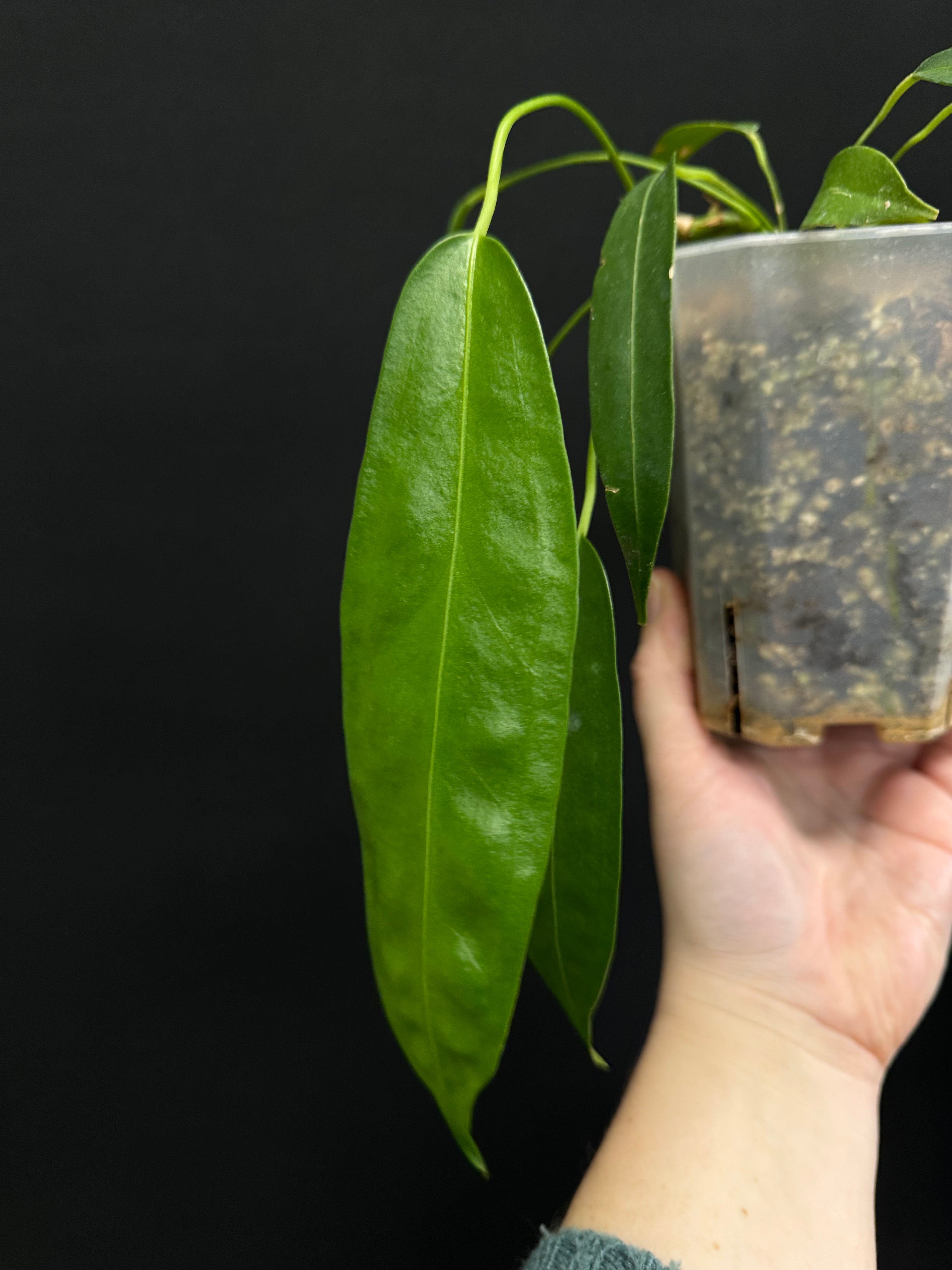 Anthurium Wendlingeri - Small/Medium