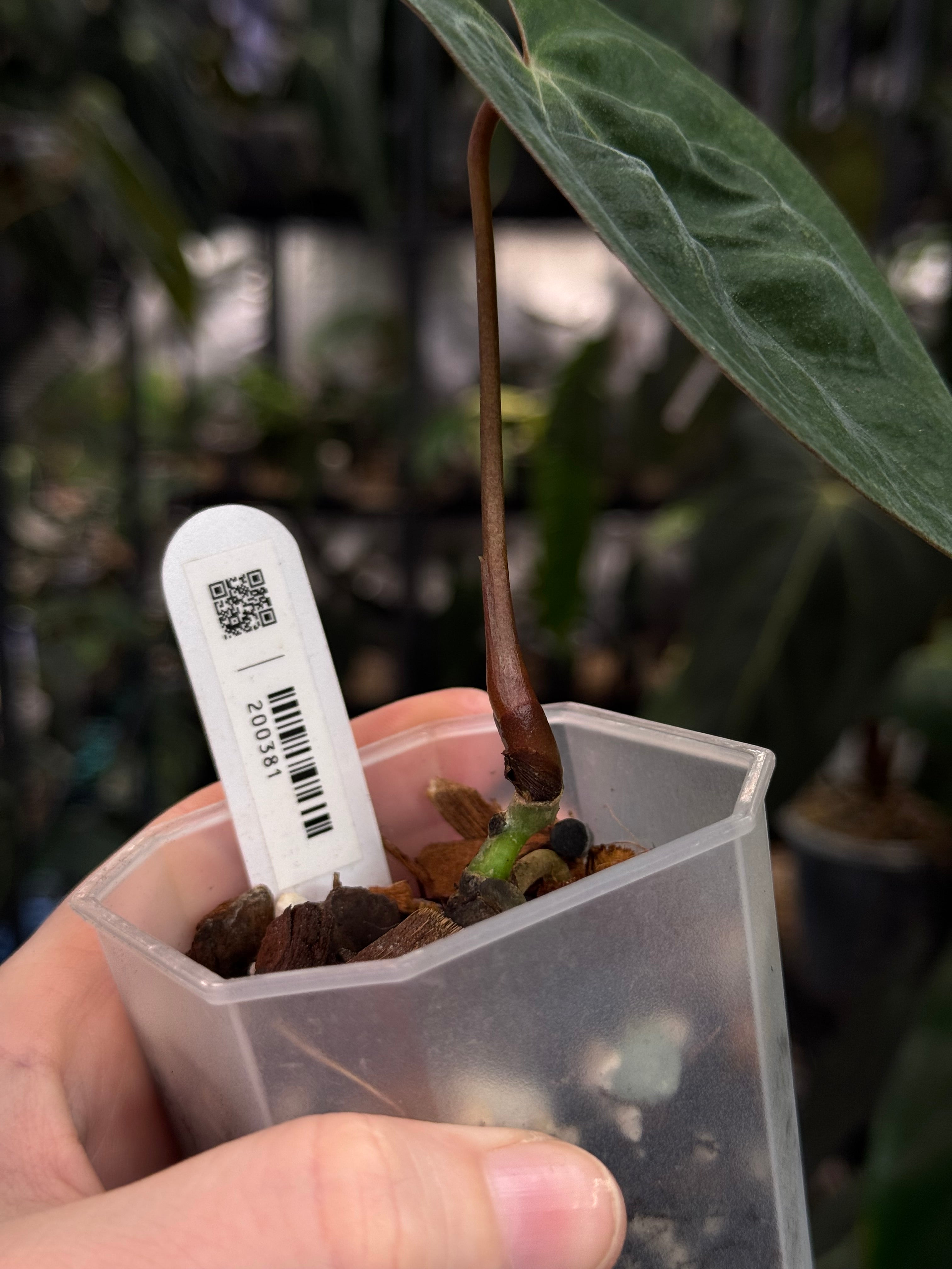 Anthurium Ace of Spades Dark Form x Papillilaminum 'Incurved lobes'