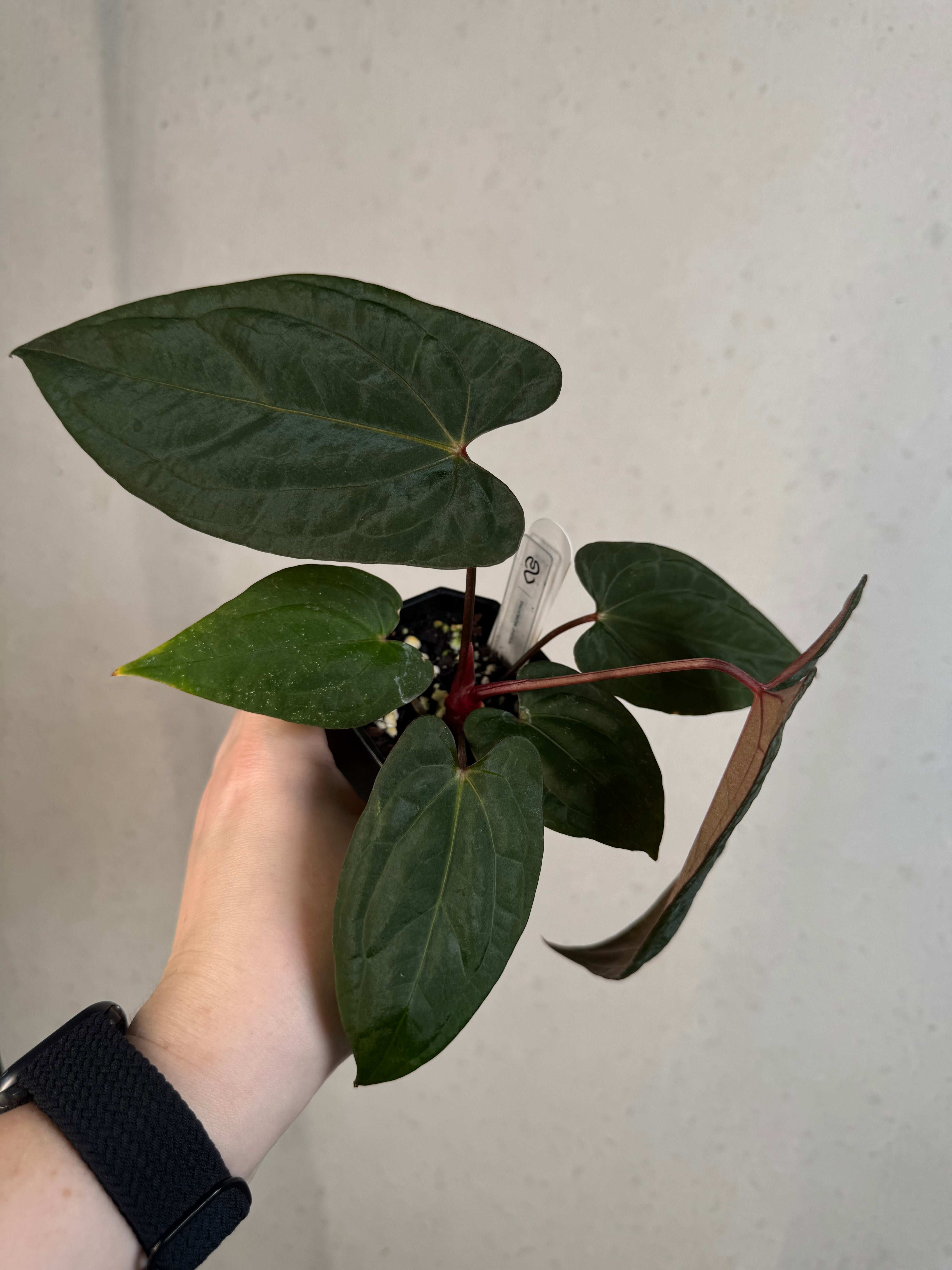 Anthurium ‘Sherpa’ (Dark Phoenix x RVDP) - Clone