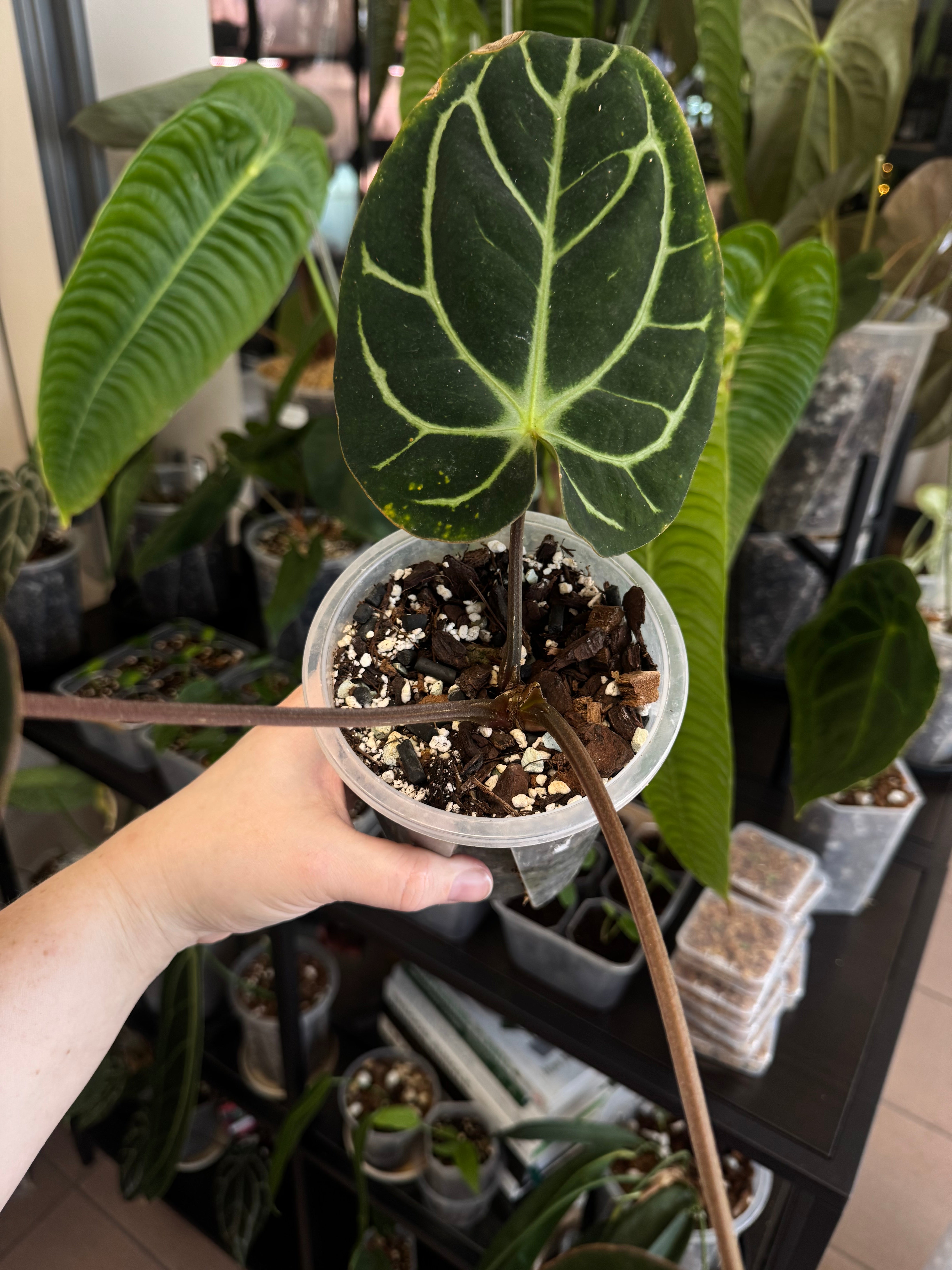 Anthurium Carlablackiae