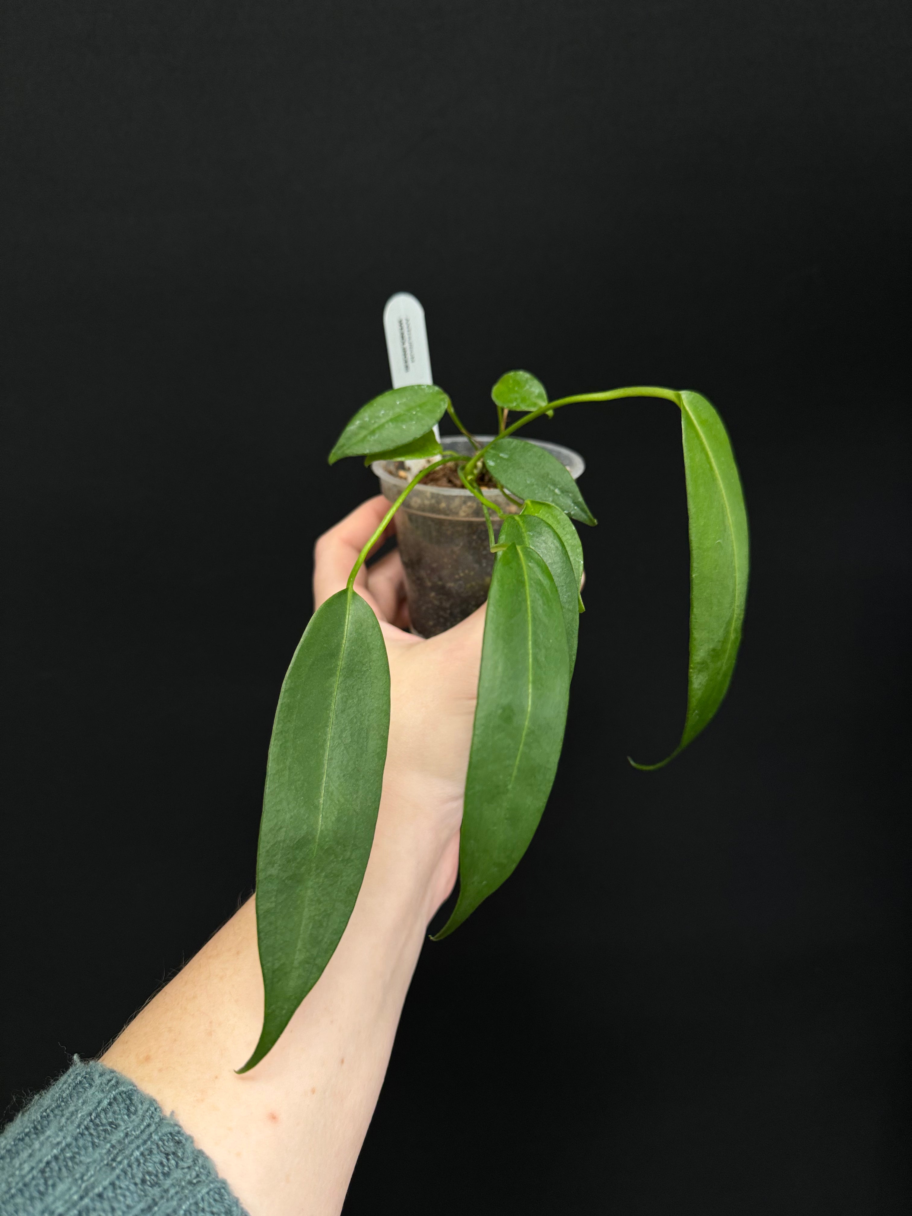 Anthurium Wendlingeri - Small/Medium