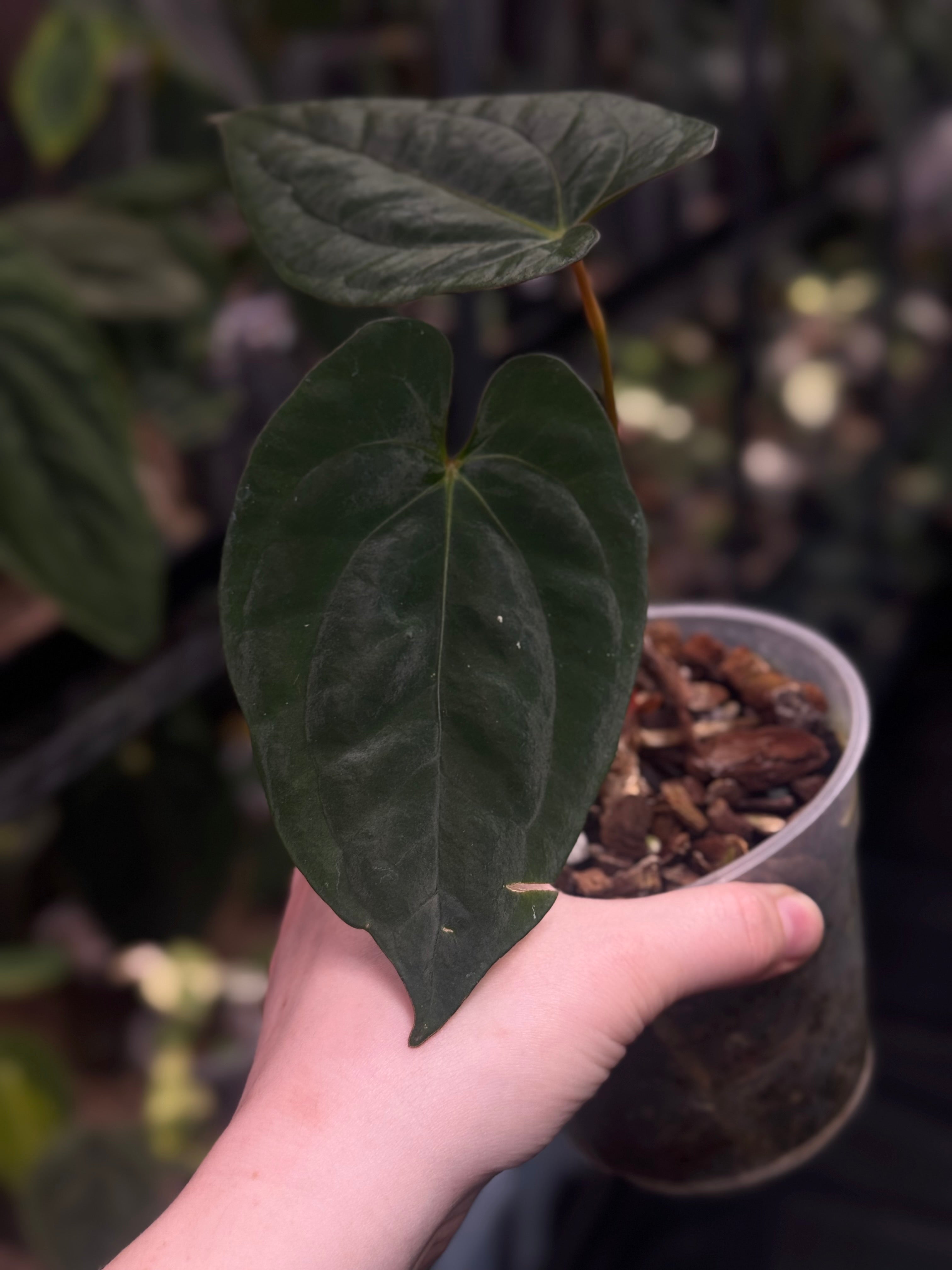 Anthurium ‘Lost Tag’