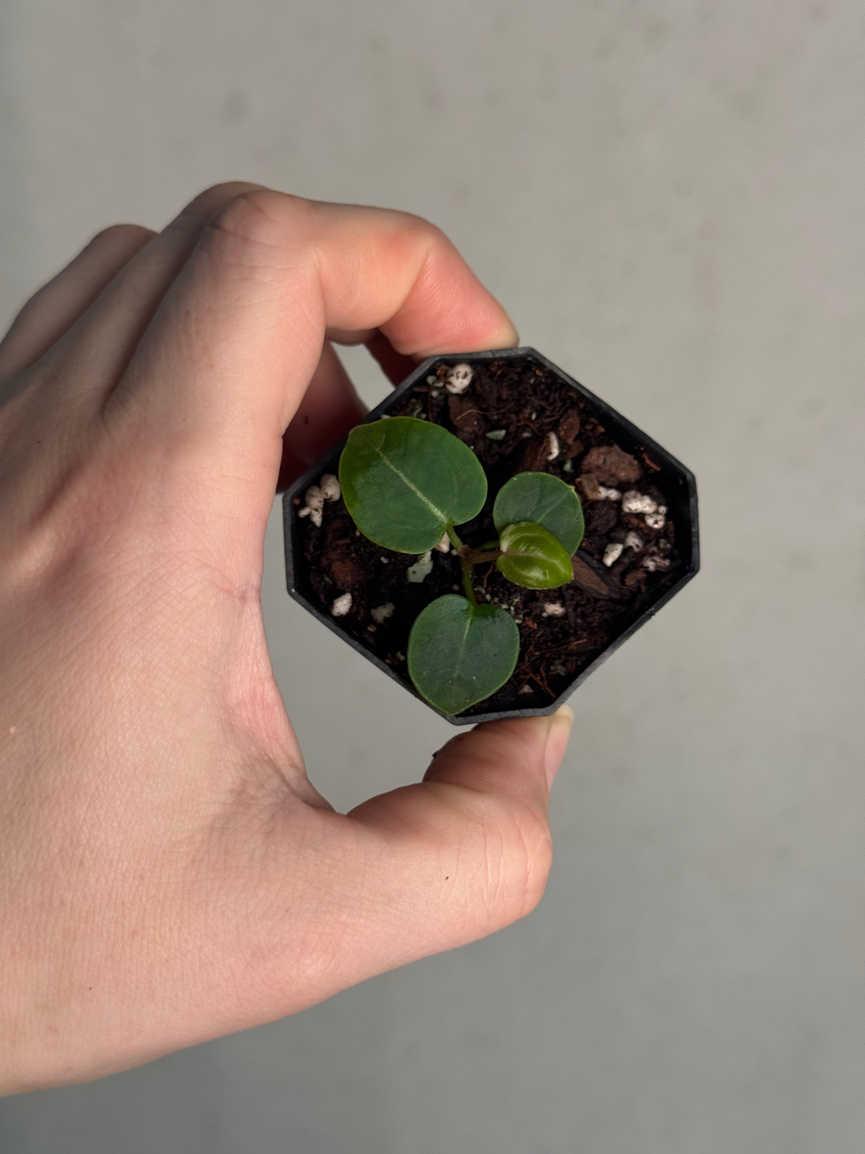 Anthurium (Zara x Michelle) 'Selected' x (Zara x Michelle) 'Lobes'