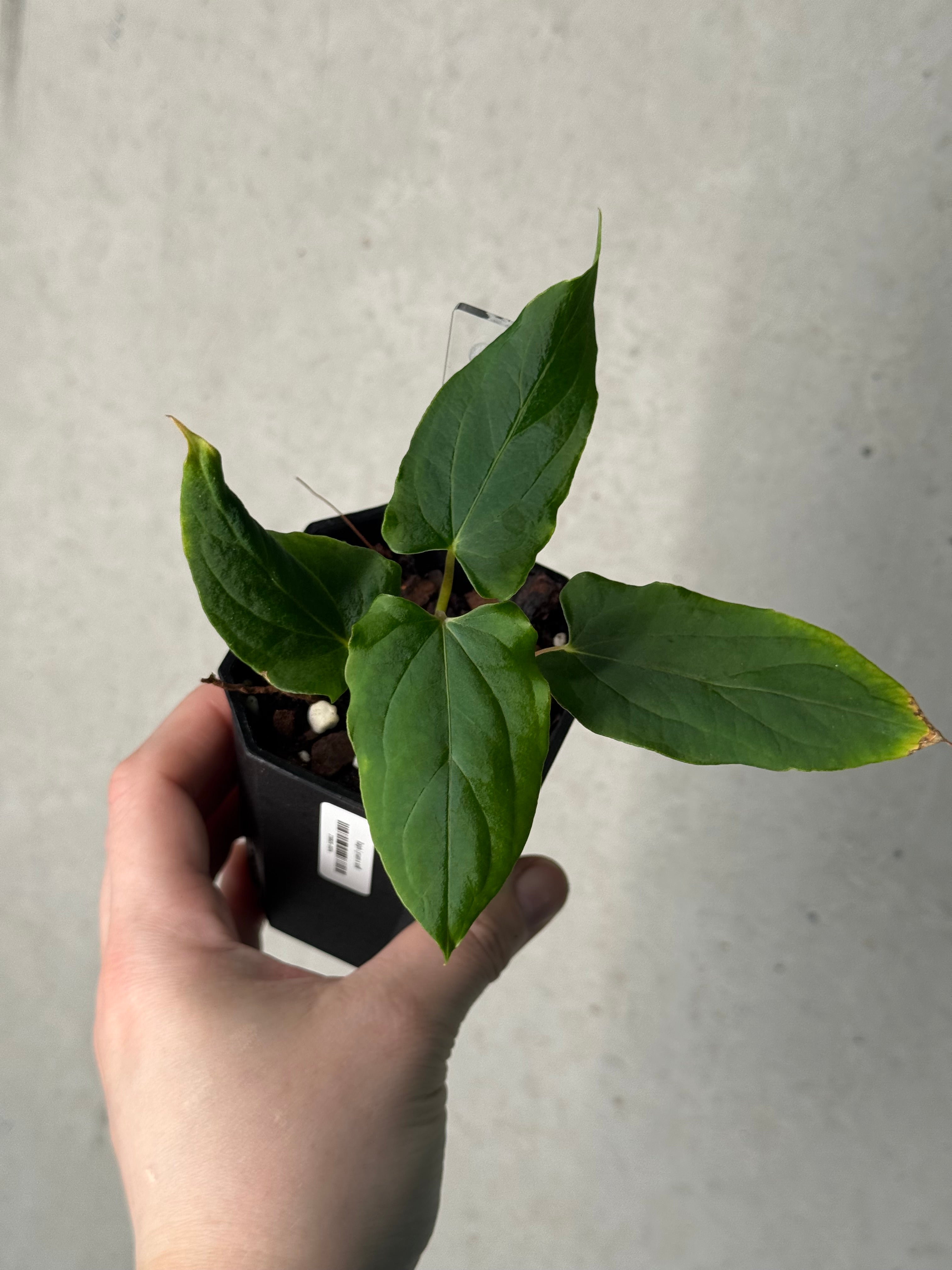 Anthurium Ralph Lynam x self