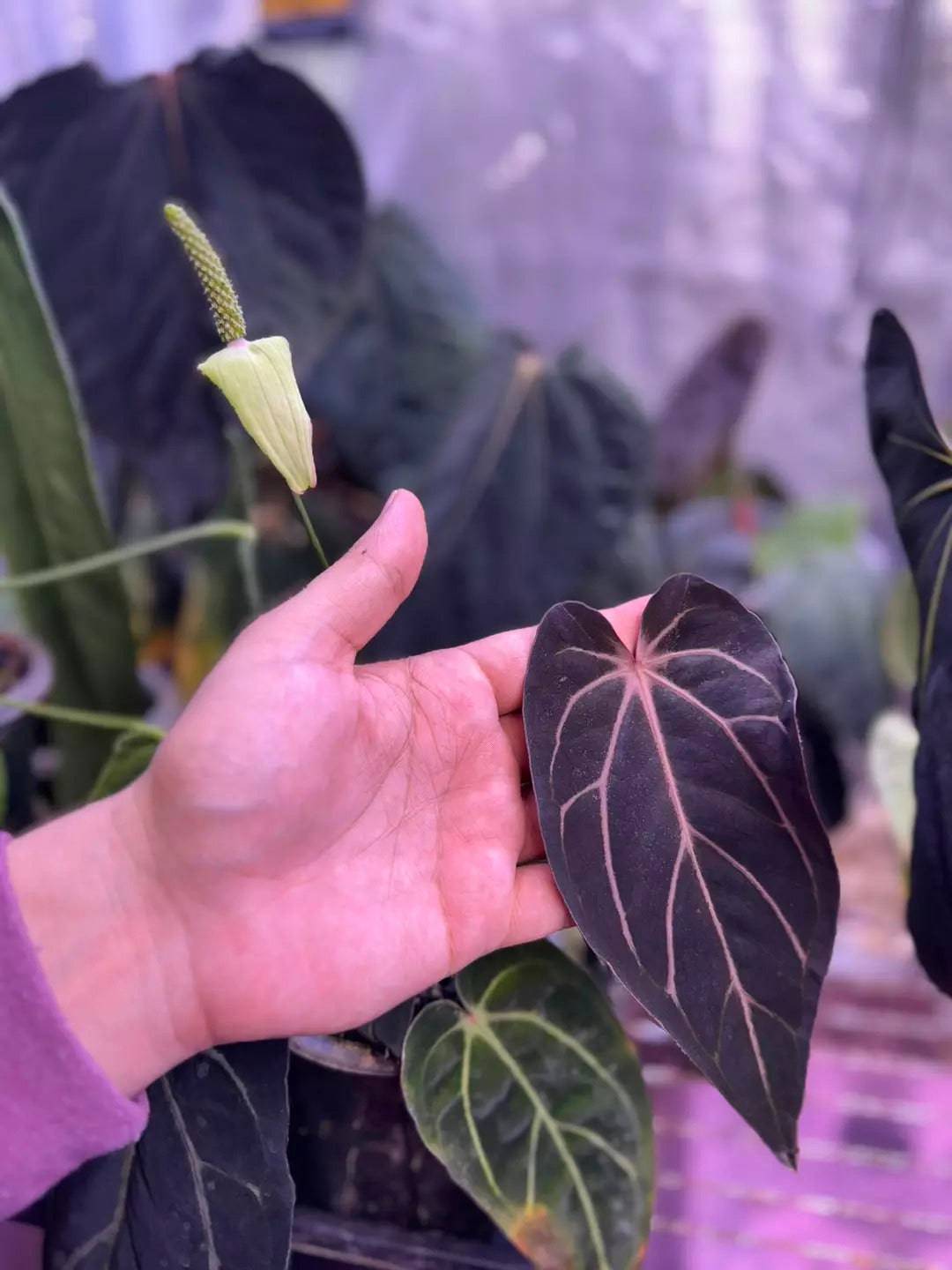 Anthurium ‘Vein Blade’ - SMUKHI