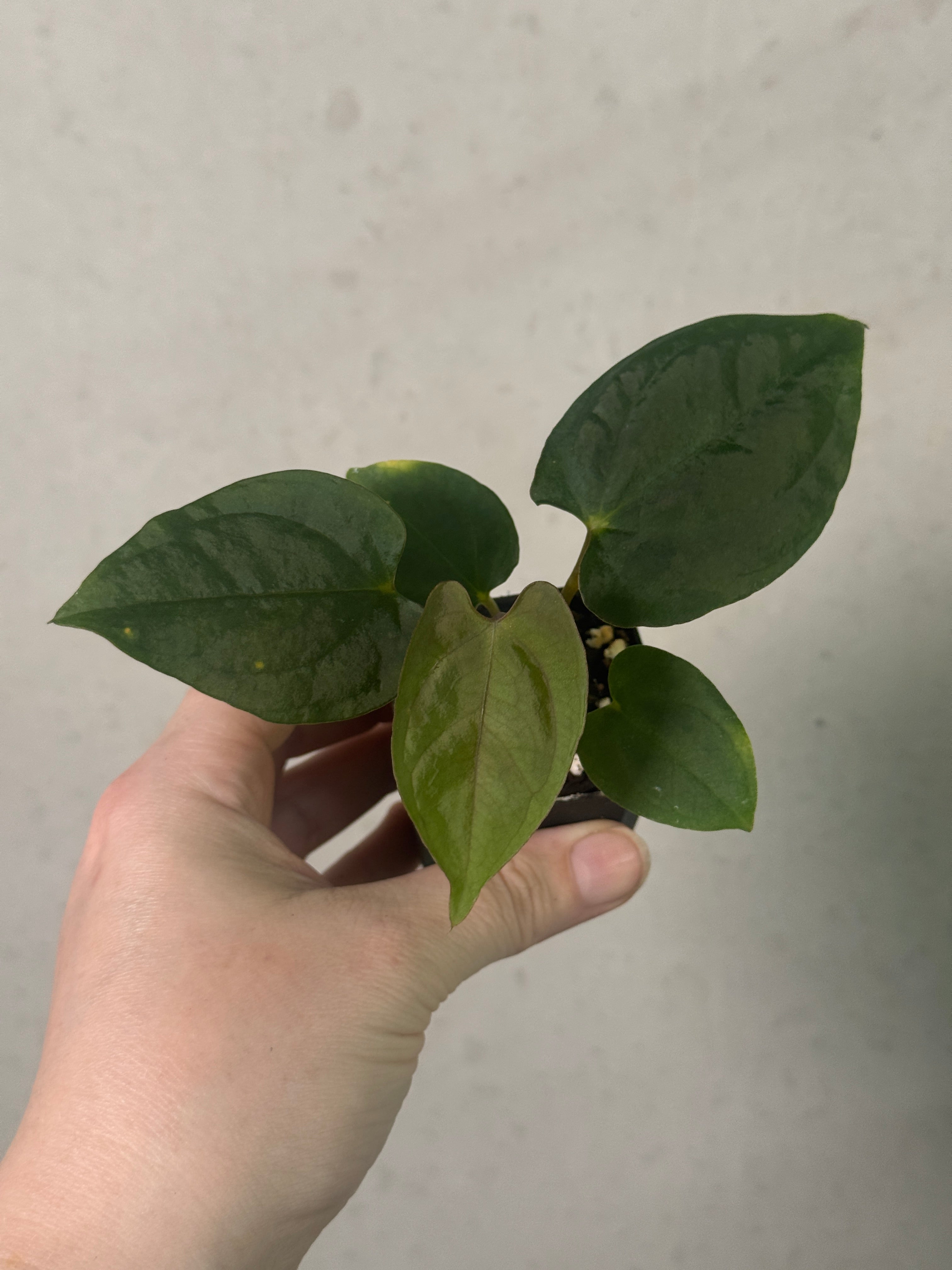 Anthurium Goliath x HU 'Ŗound' plant from SMUKHI with lush green leaves and vibrant red spathes, indoor decorative plant.