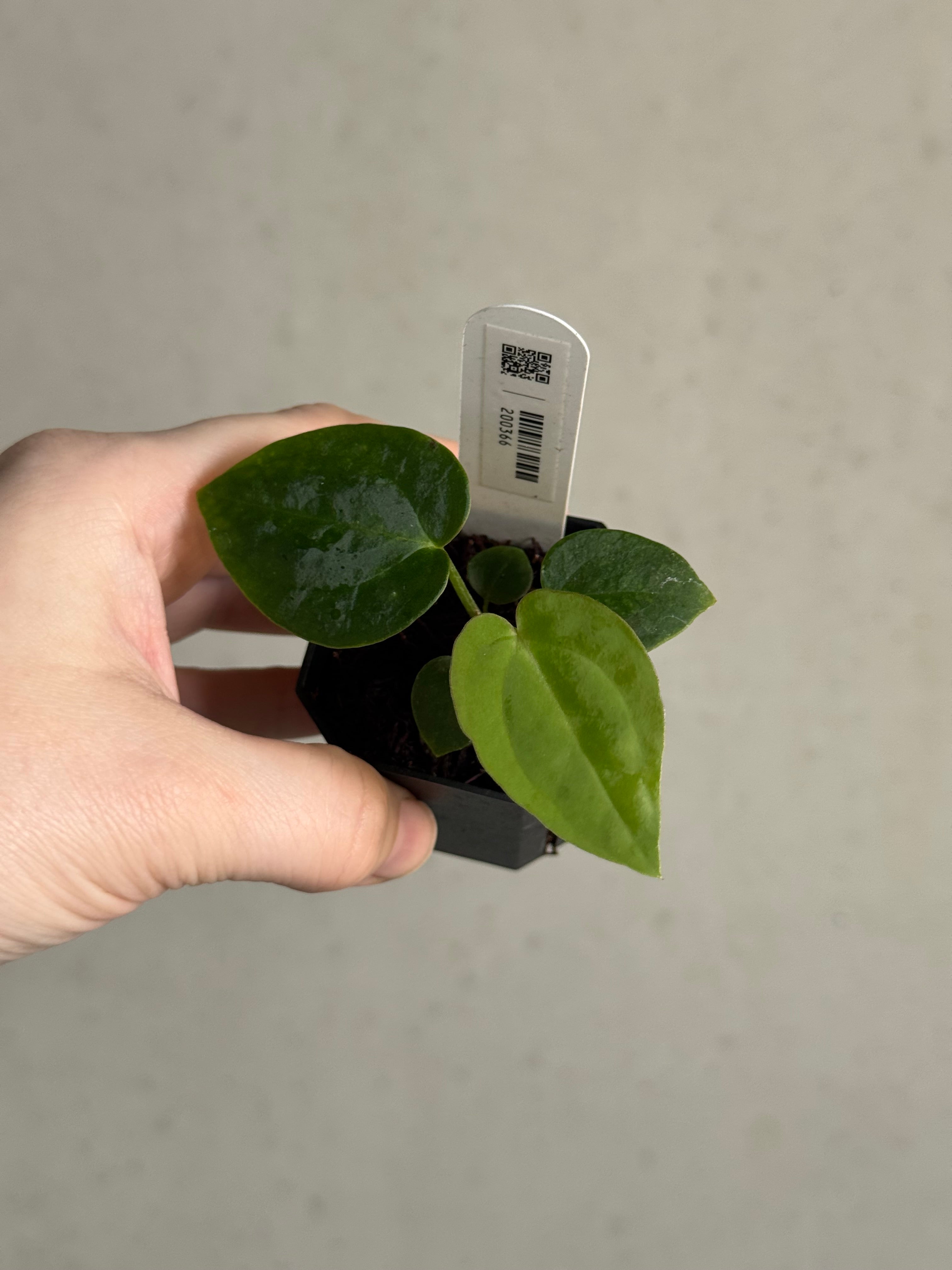 Anthurium (DocBlock Zara '29' x (Michelle x Zara)) '28' x BVEP (‘Round’ x ‘Felix’) - SMUKHI