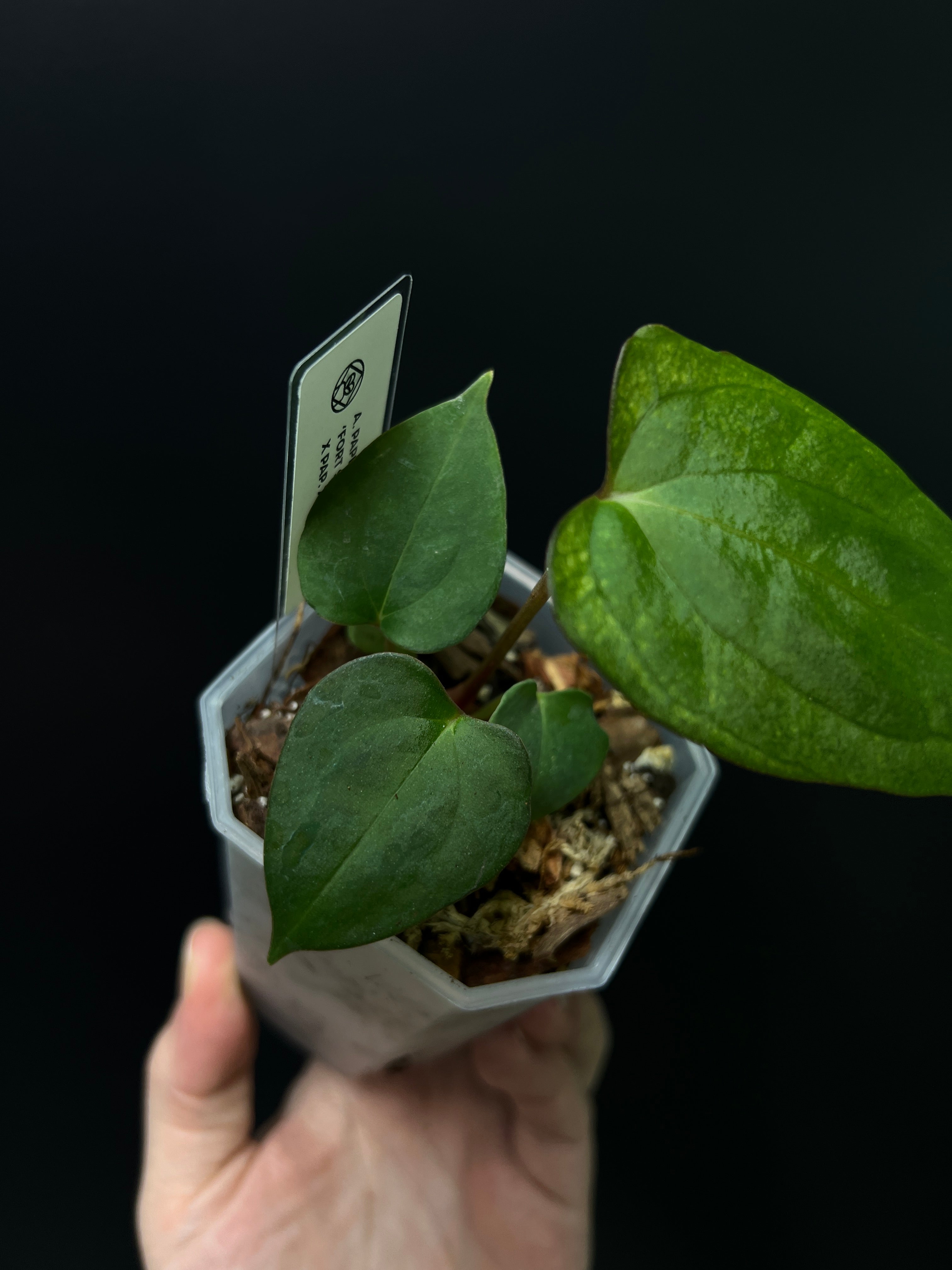 Anthurium Fort Sherman x XOne