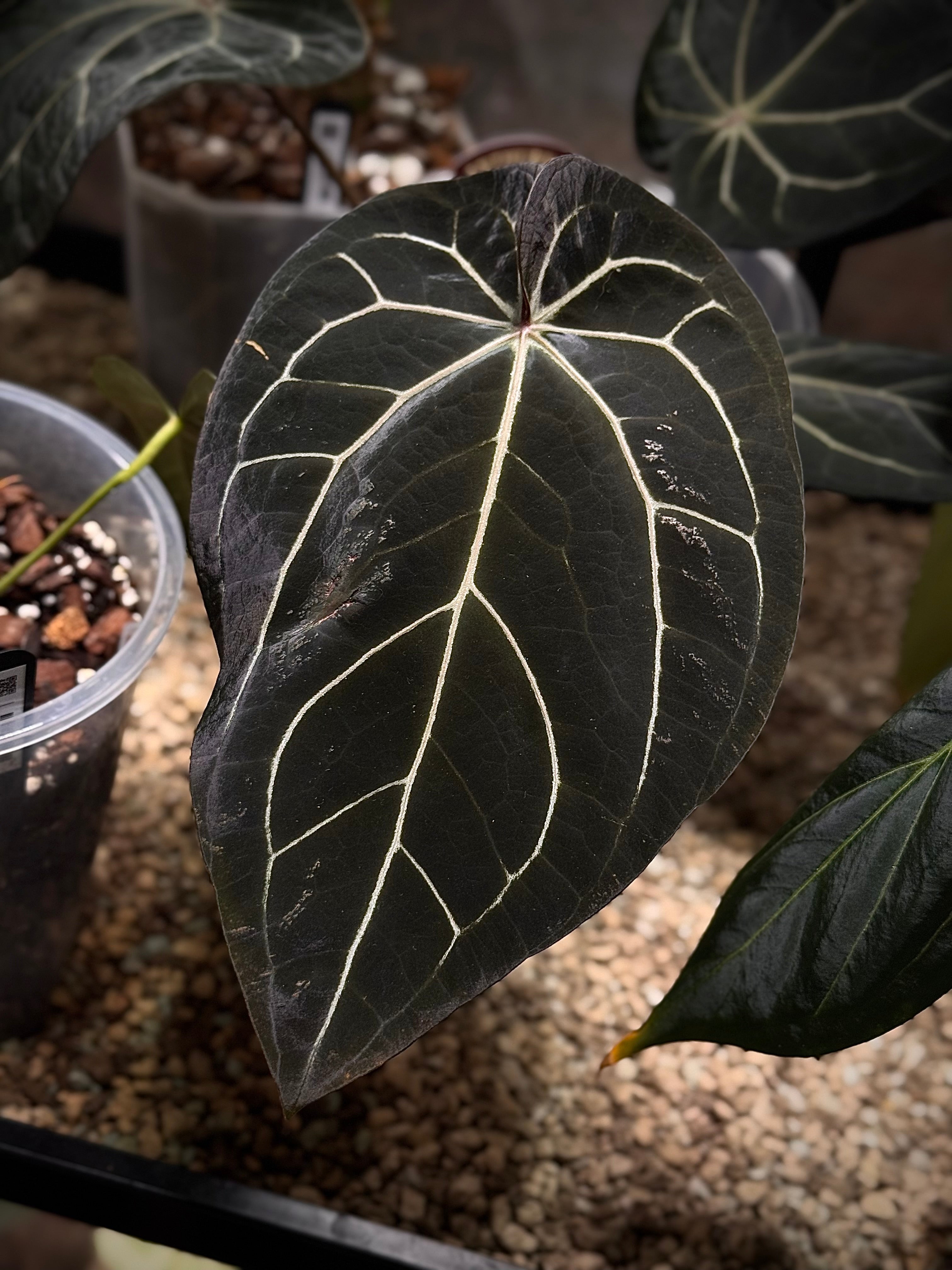 NFS: Anthurium Red Velvet Cake '24' x Home, Sweet Home '32' #2 - SMUKHI