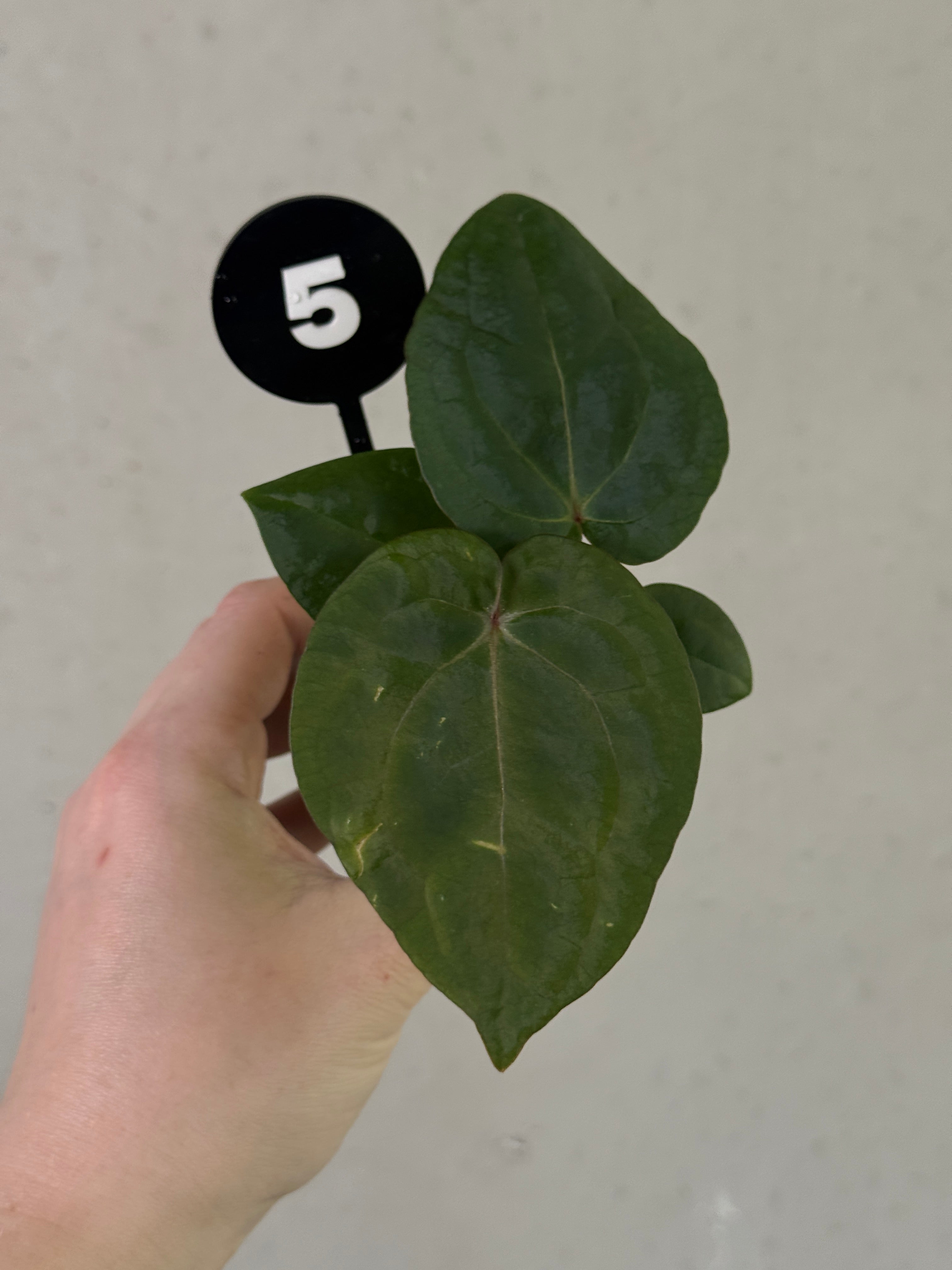 Anthurium Michelle x (?) / RVDP