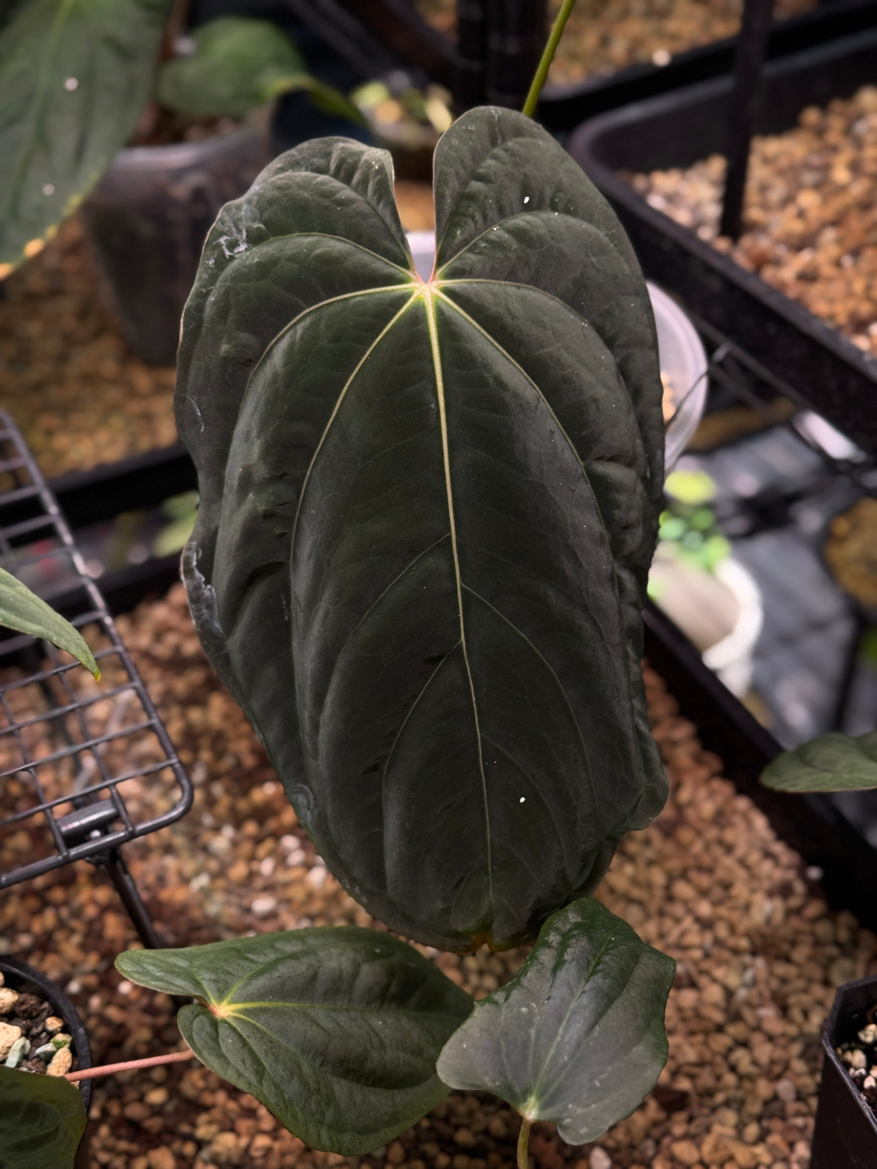NFS: Anthurium BVEP 'Beetleback’