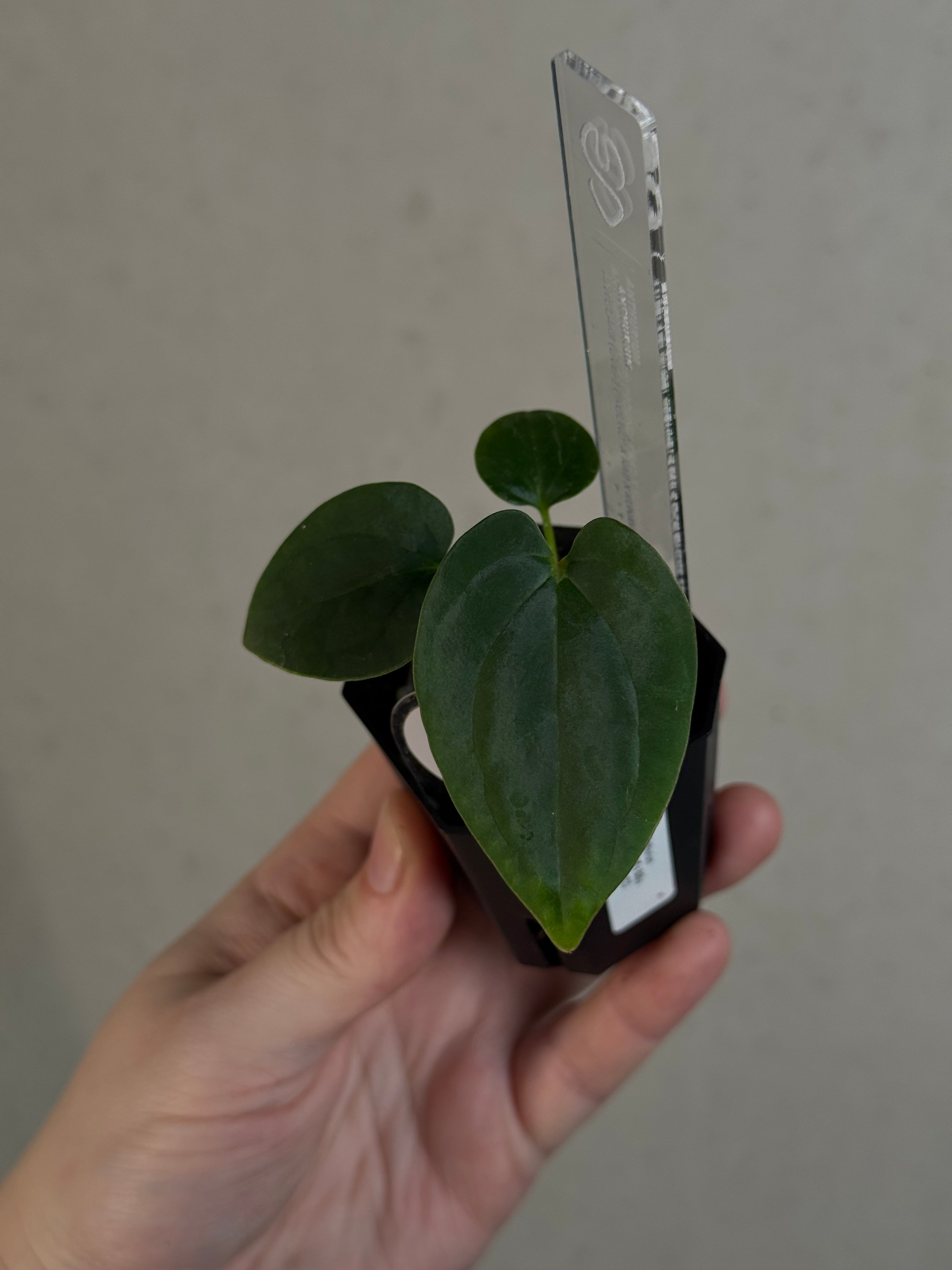 Anthurium BVEP ('Round' x RA1) x Kunayalense CC1
