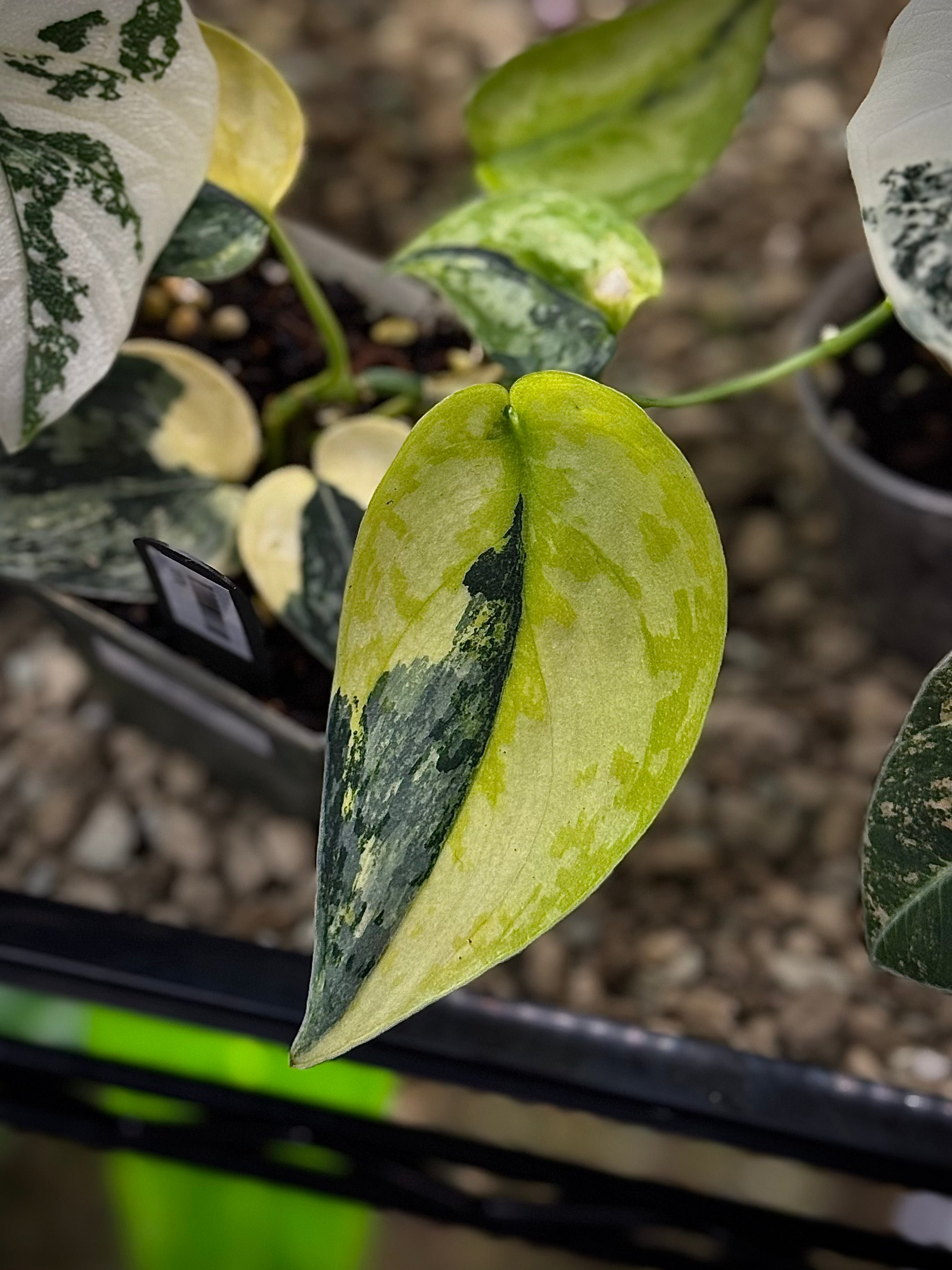 NFS: Scindapsus 'Apolaki'