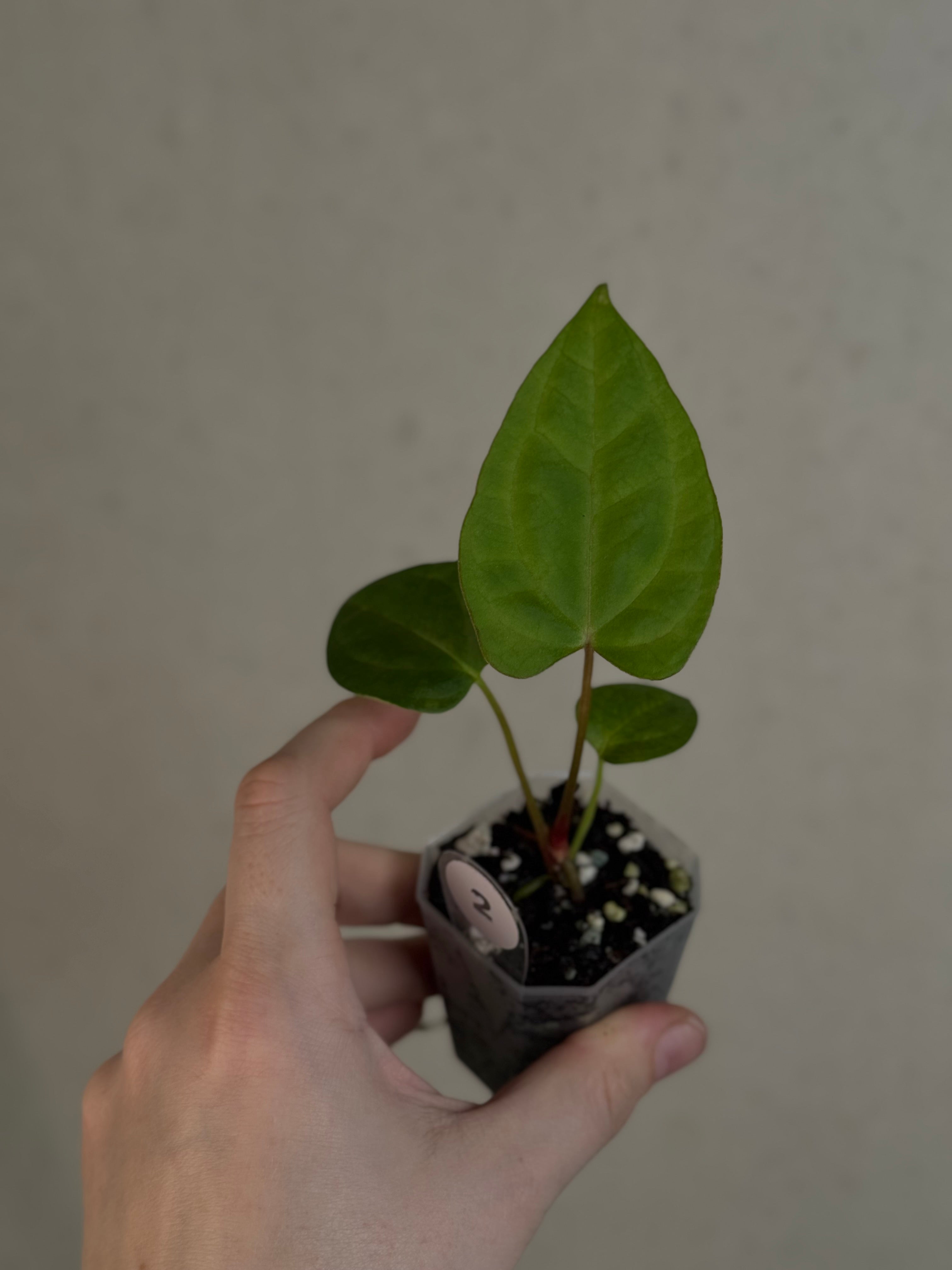 Anthurium (Blue Papillilaminum x Forgetii) x (Papillilaminum XOne x XOne)