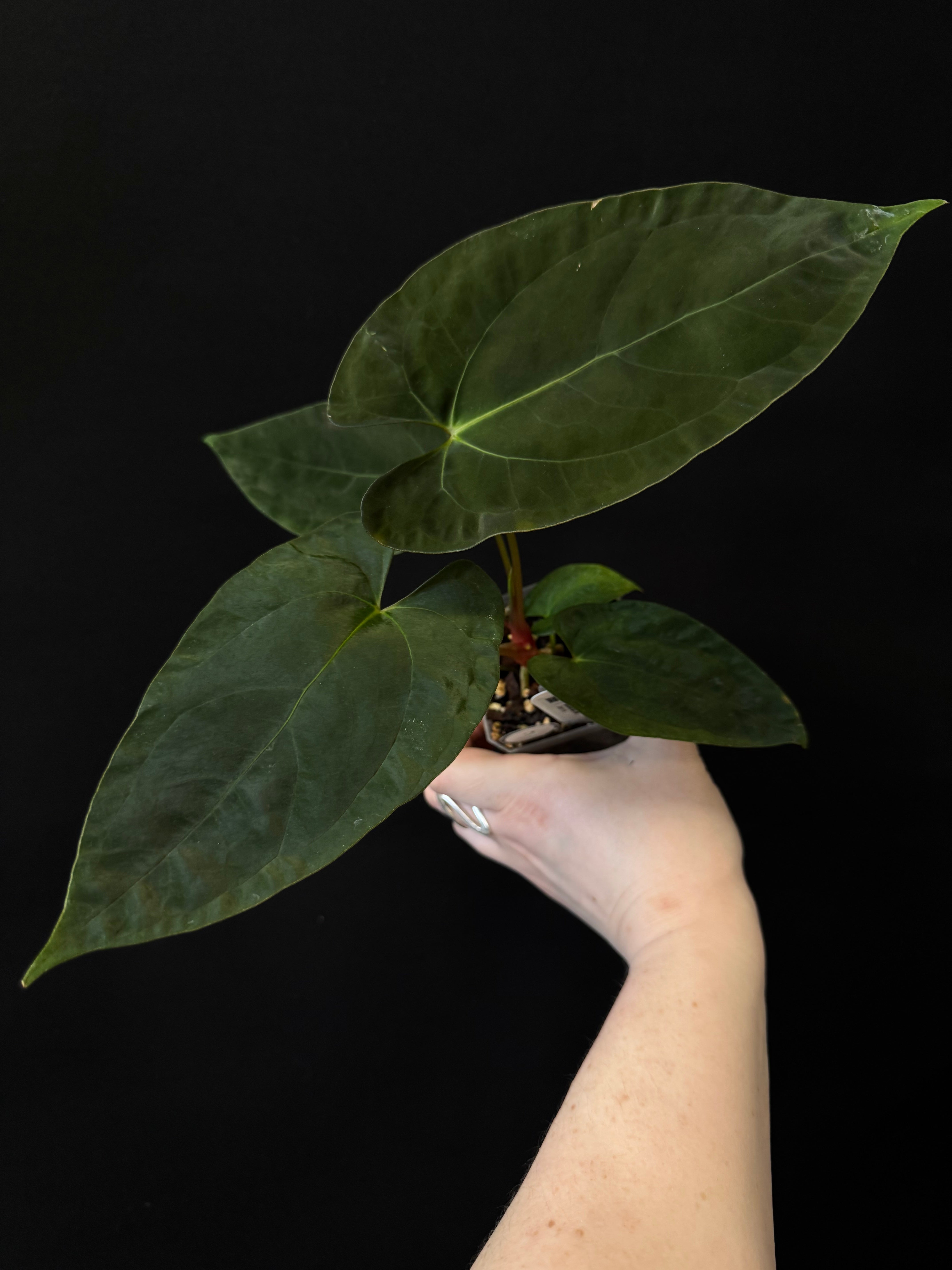 Anthurium RLxFS x NSE Papillilaminum