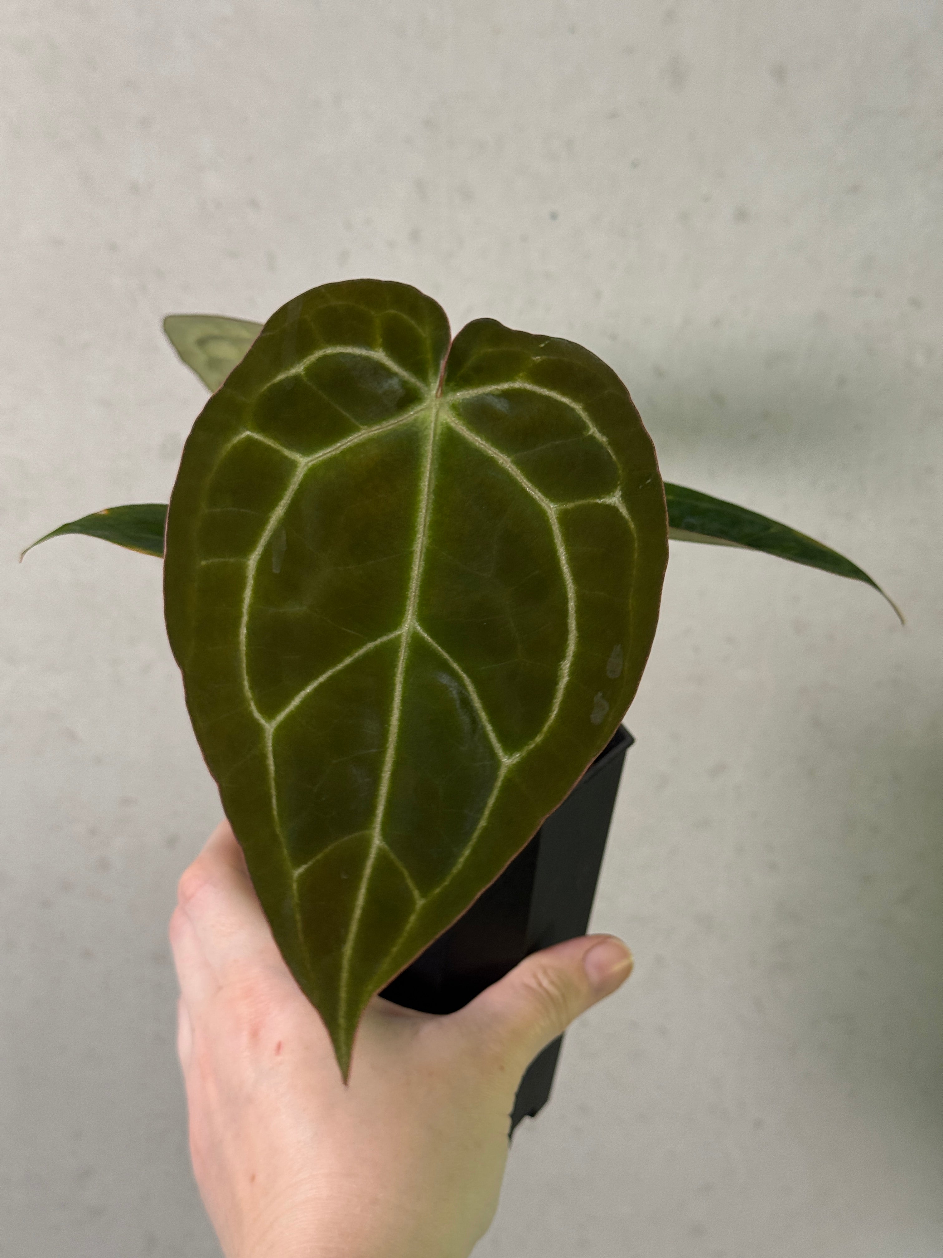 Anthurium Enid’s Bench x ‘Stripey Mag’ - Clone
