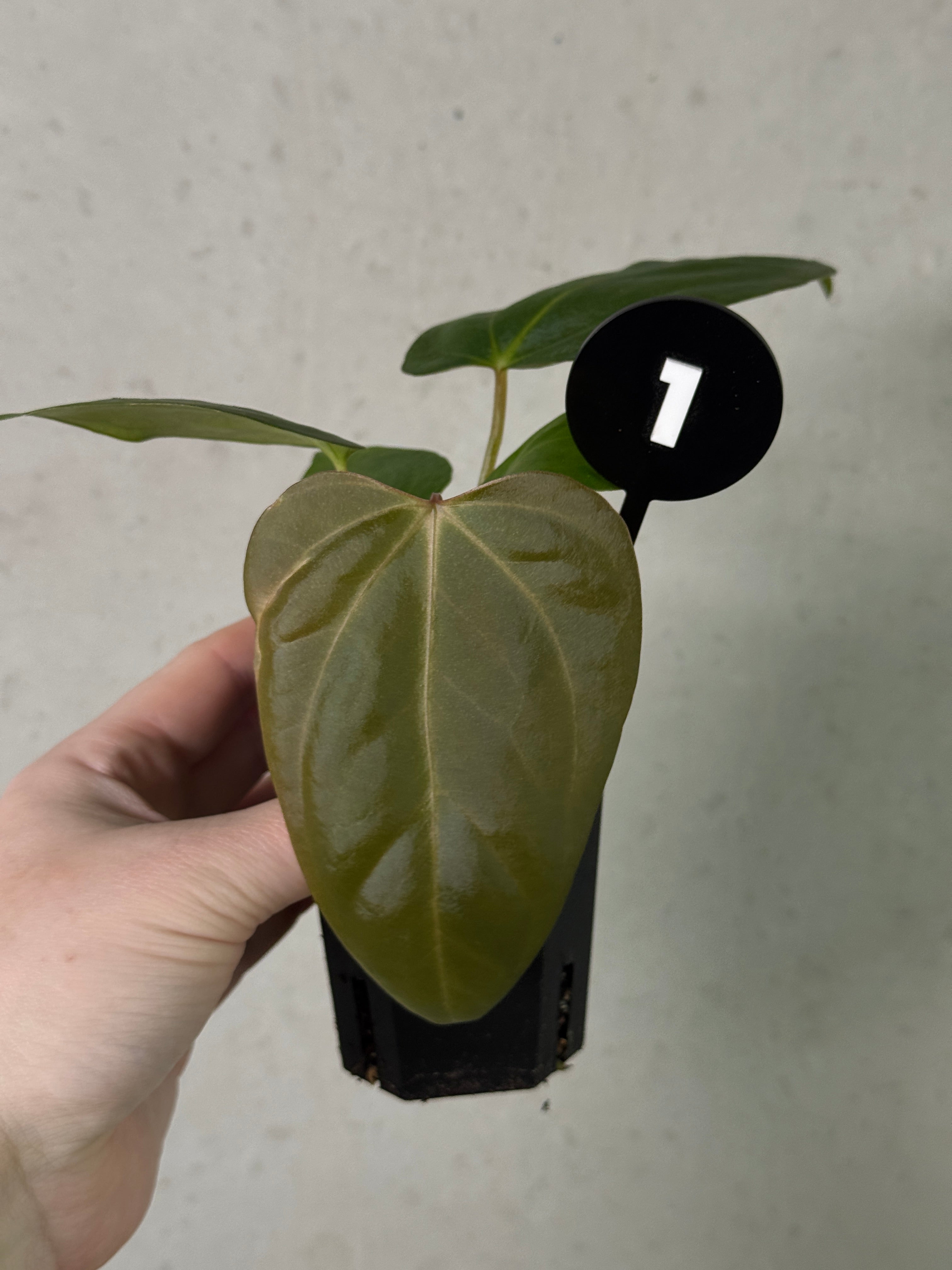 Anthurium ('Cobra' x Fort Sherman) x Indo Portillae or self