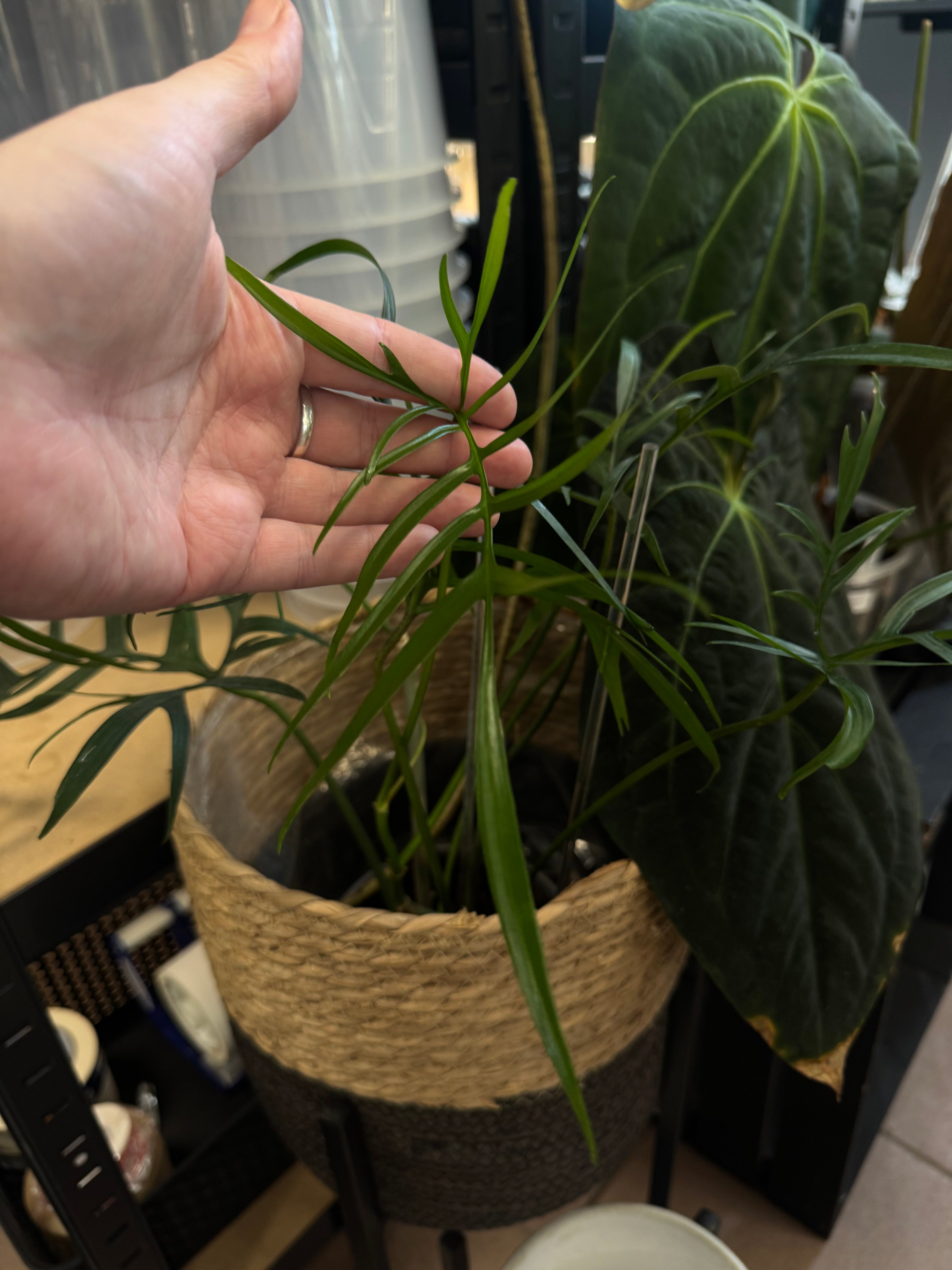 Philodendron Polypodioides