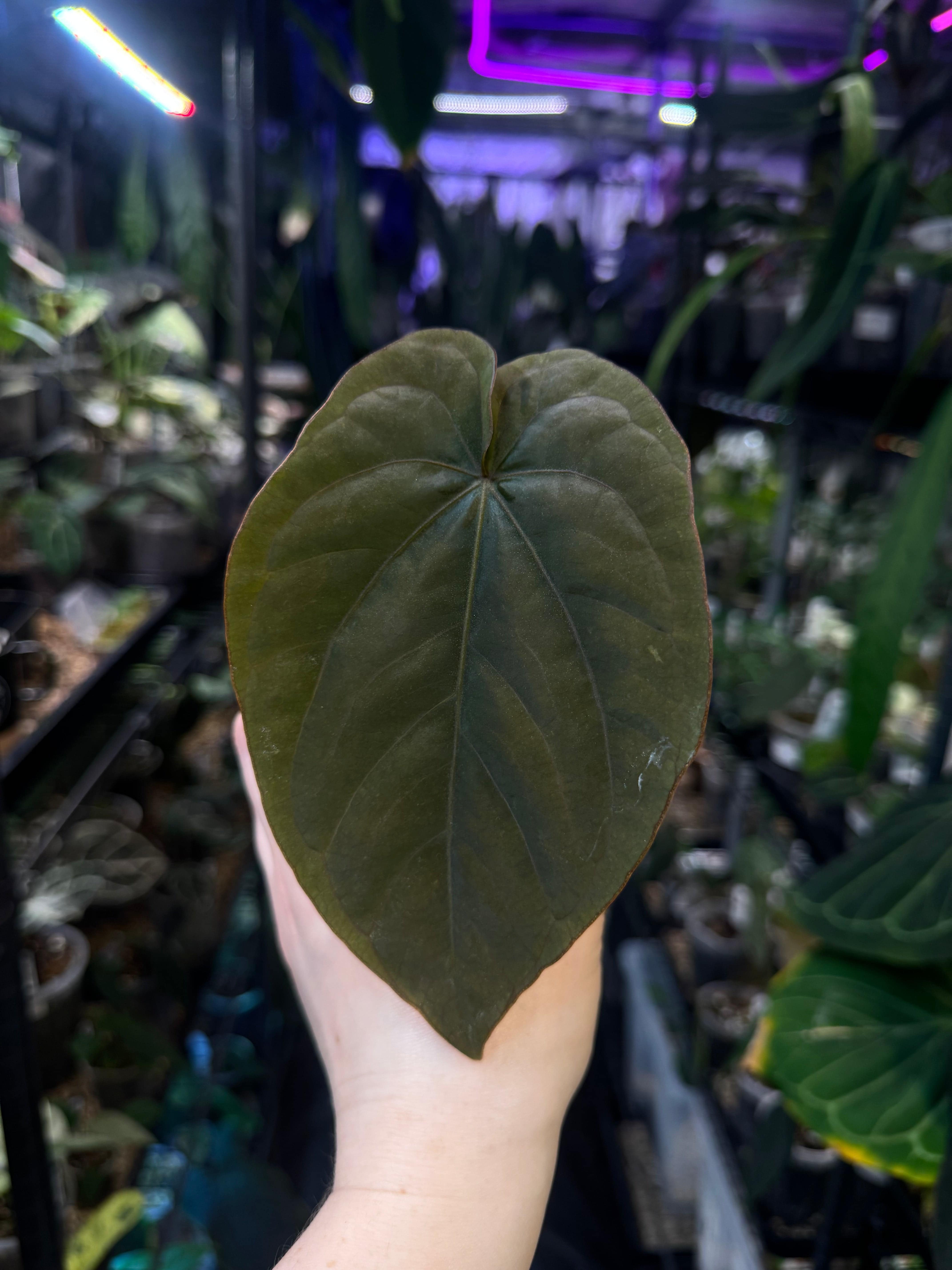 NFS: Anthurium Dressleri RG F2 Dark clone - SMUKHI