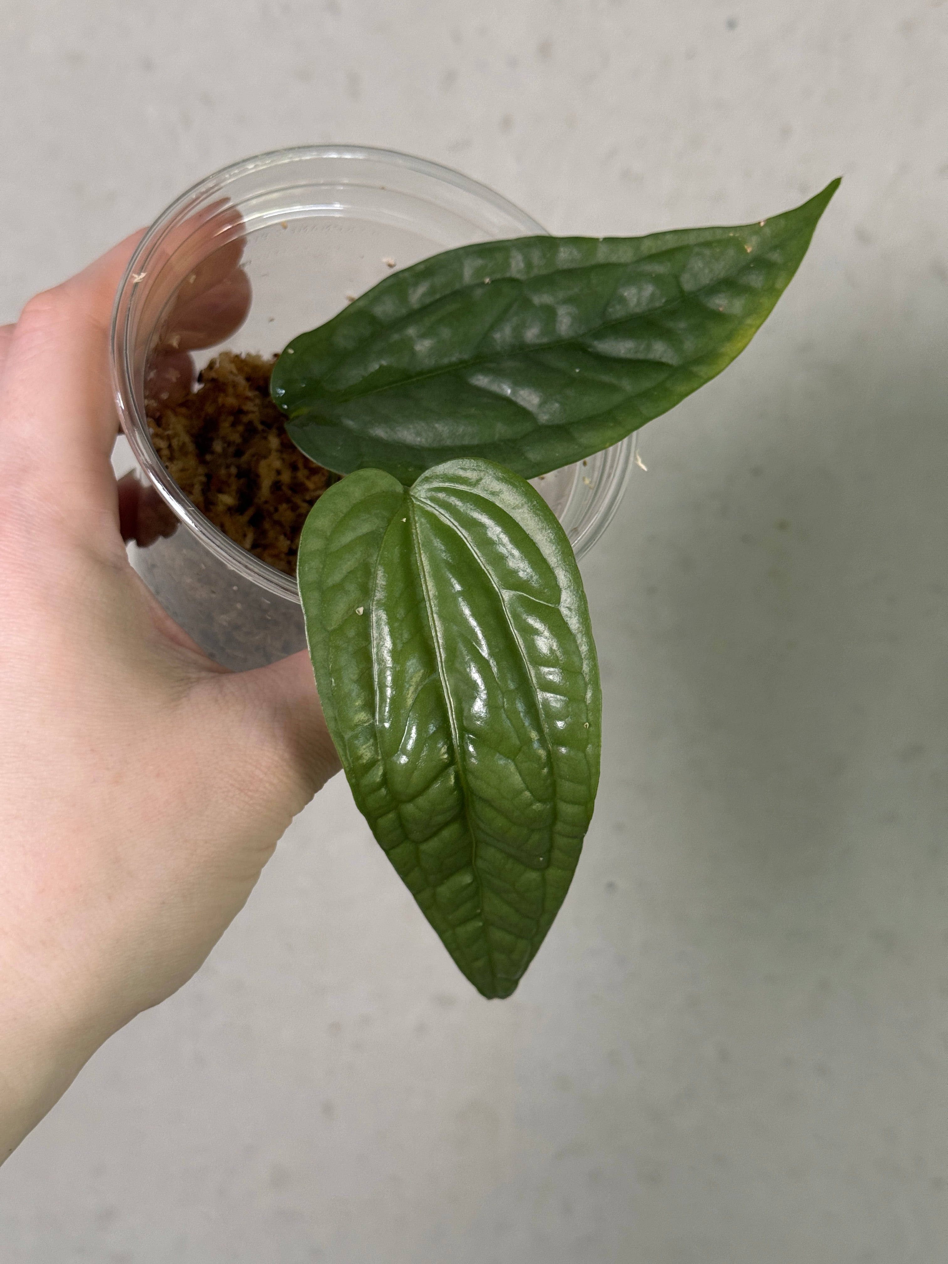 Anthurium sp. Limon