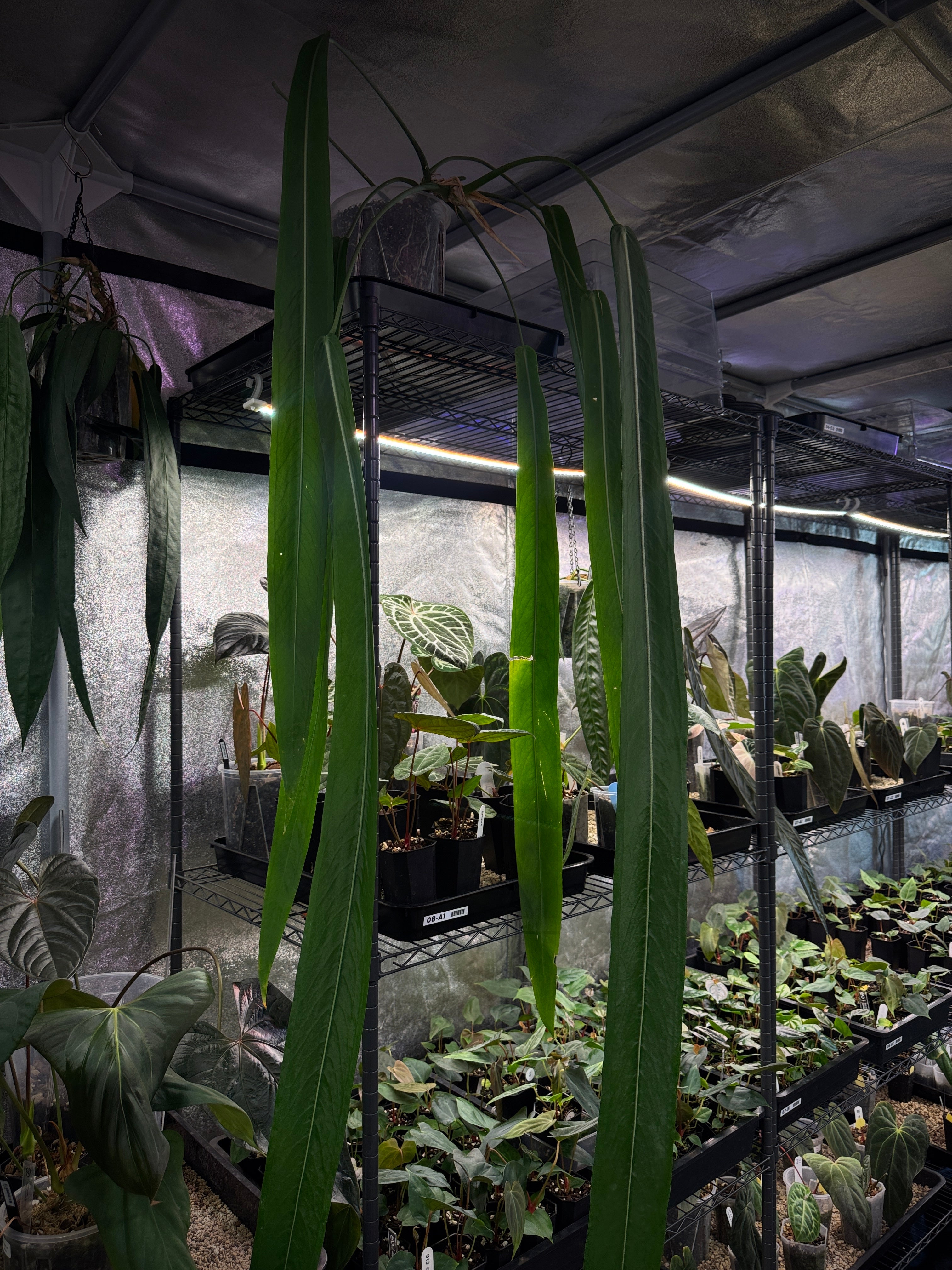 Anthurium Pallidiflorum (sets)