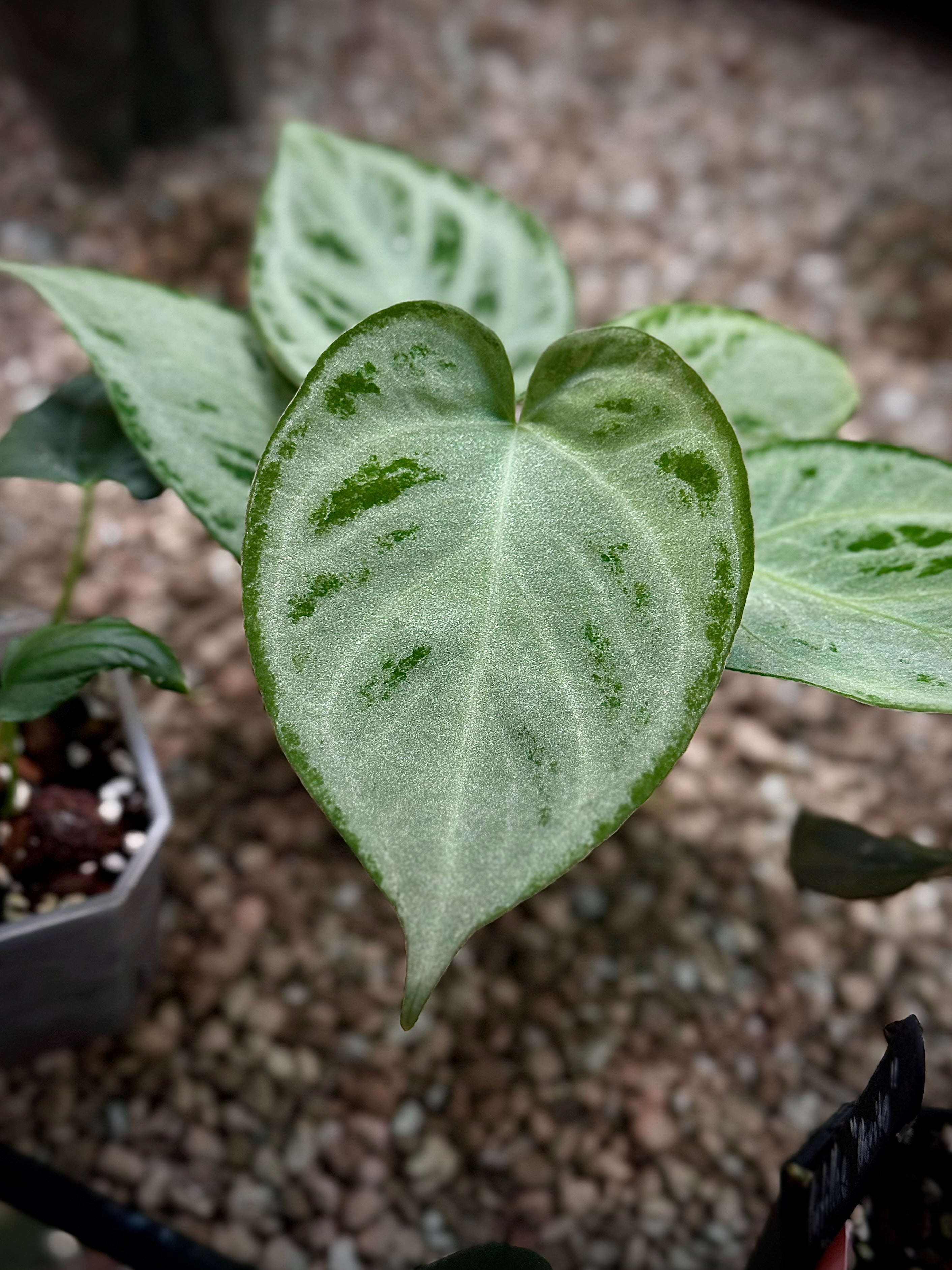 NFS: Anthurium 'Silver Chrome' - SMUKHI