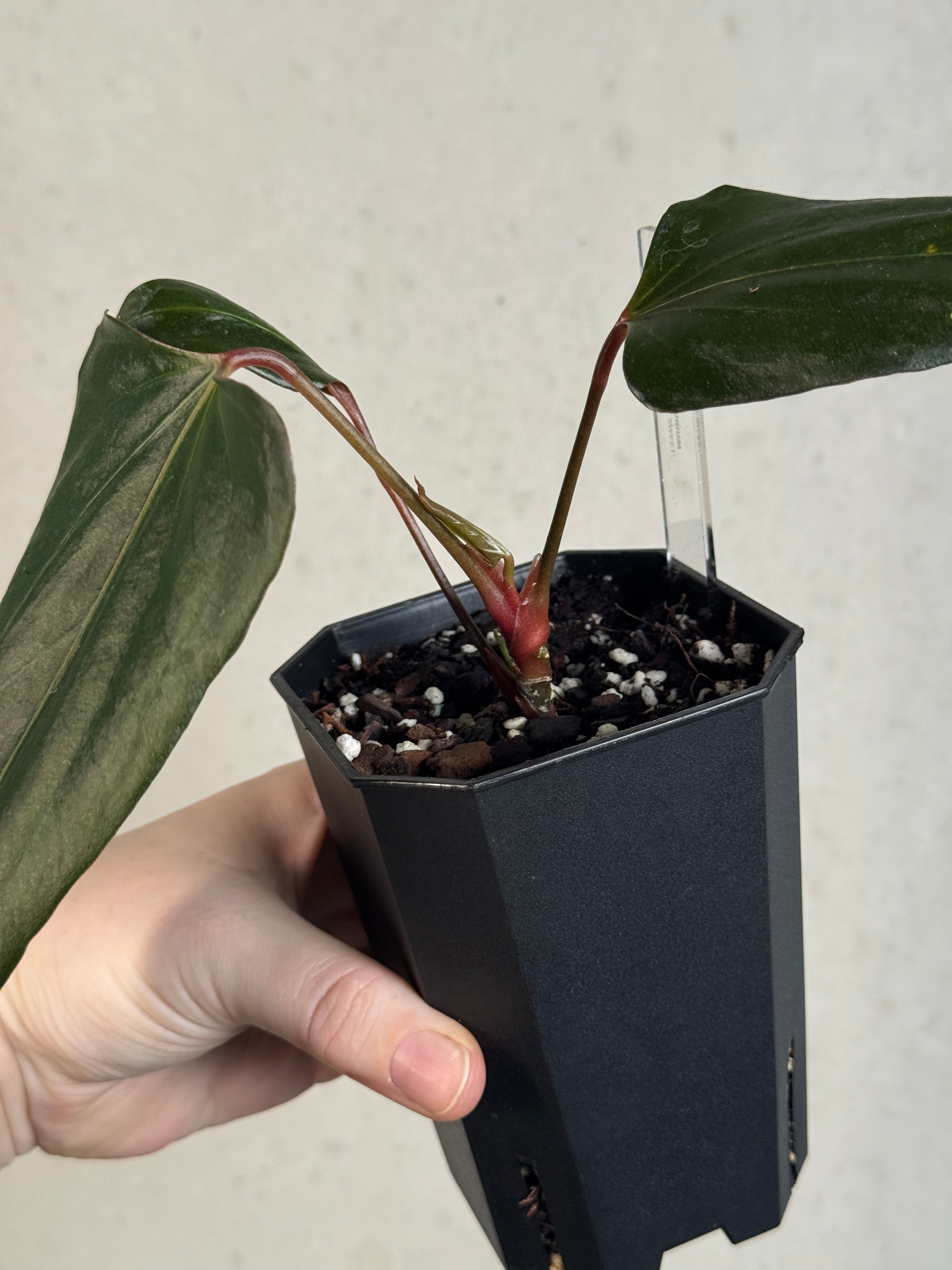 Anthurium ‘Black Sweet’ #2 - Clone