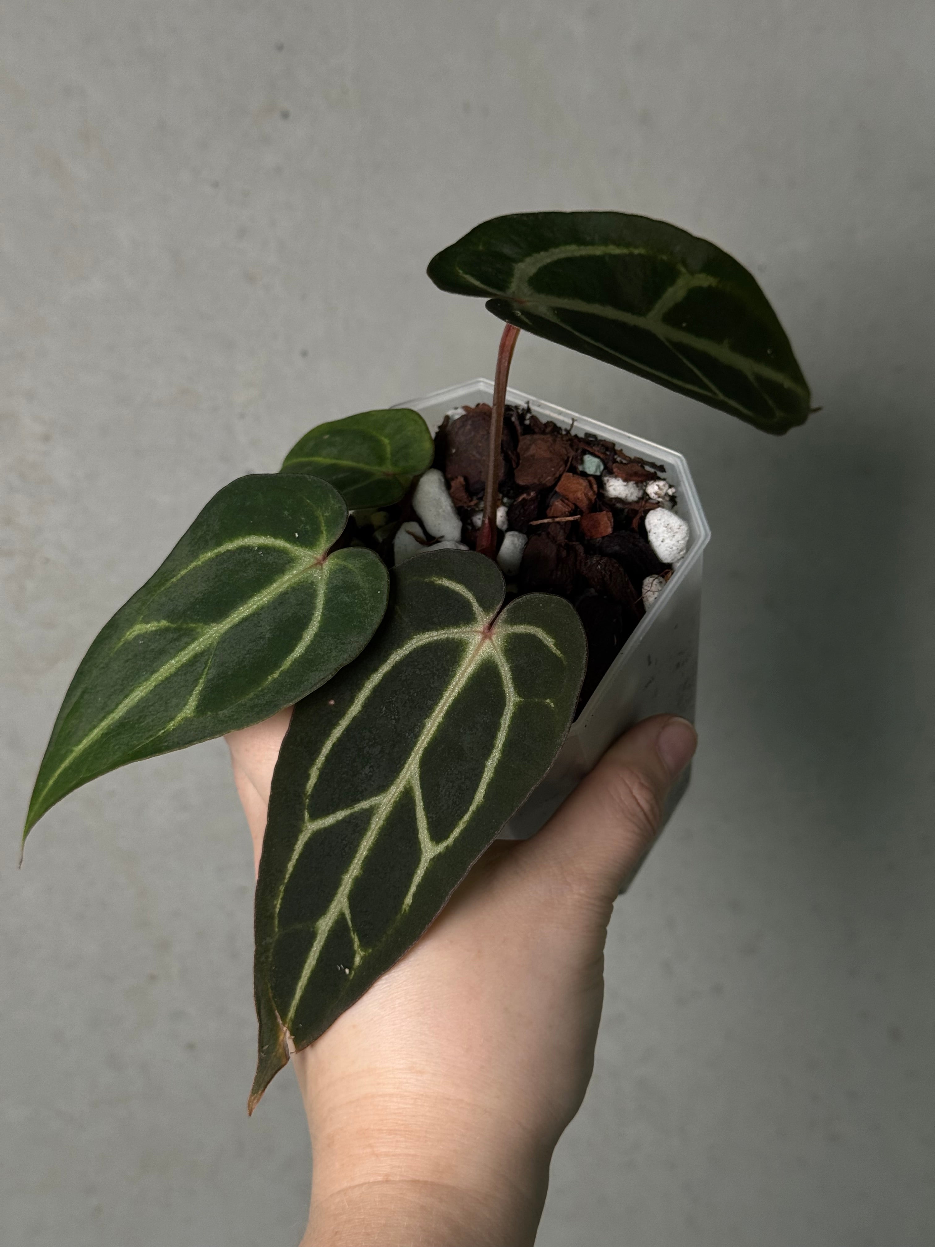 Anthurium Carlablackiae ‘Round’ x GPH-001