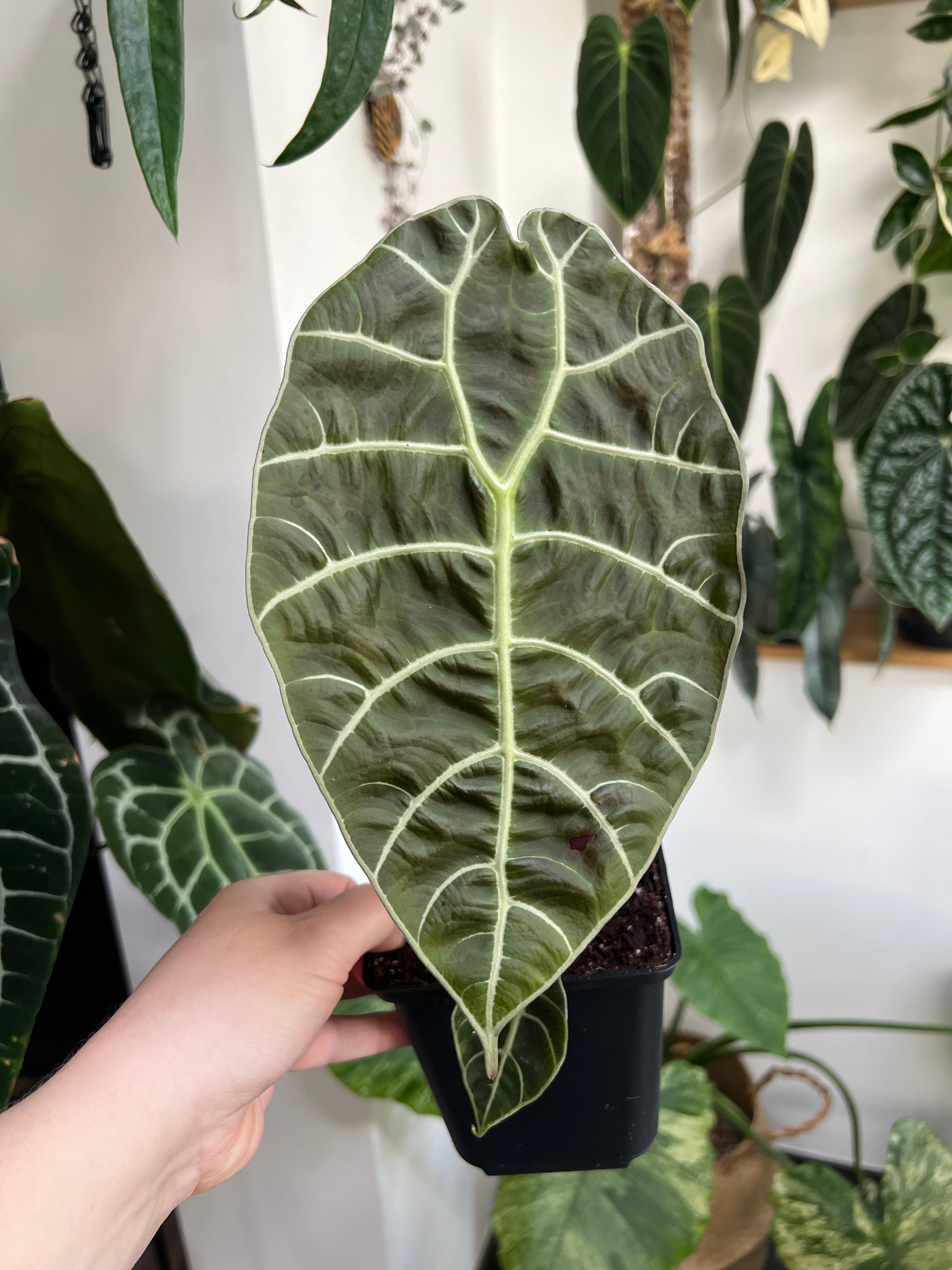 Alocasia Watsoniana - Medium Size
