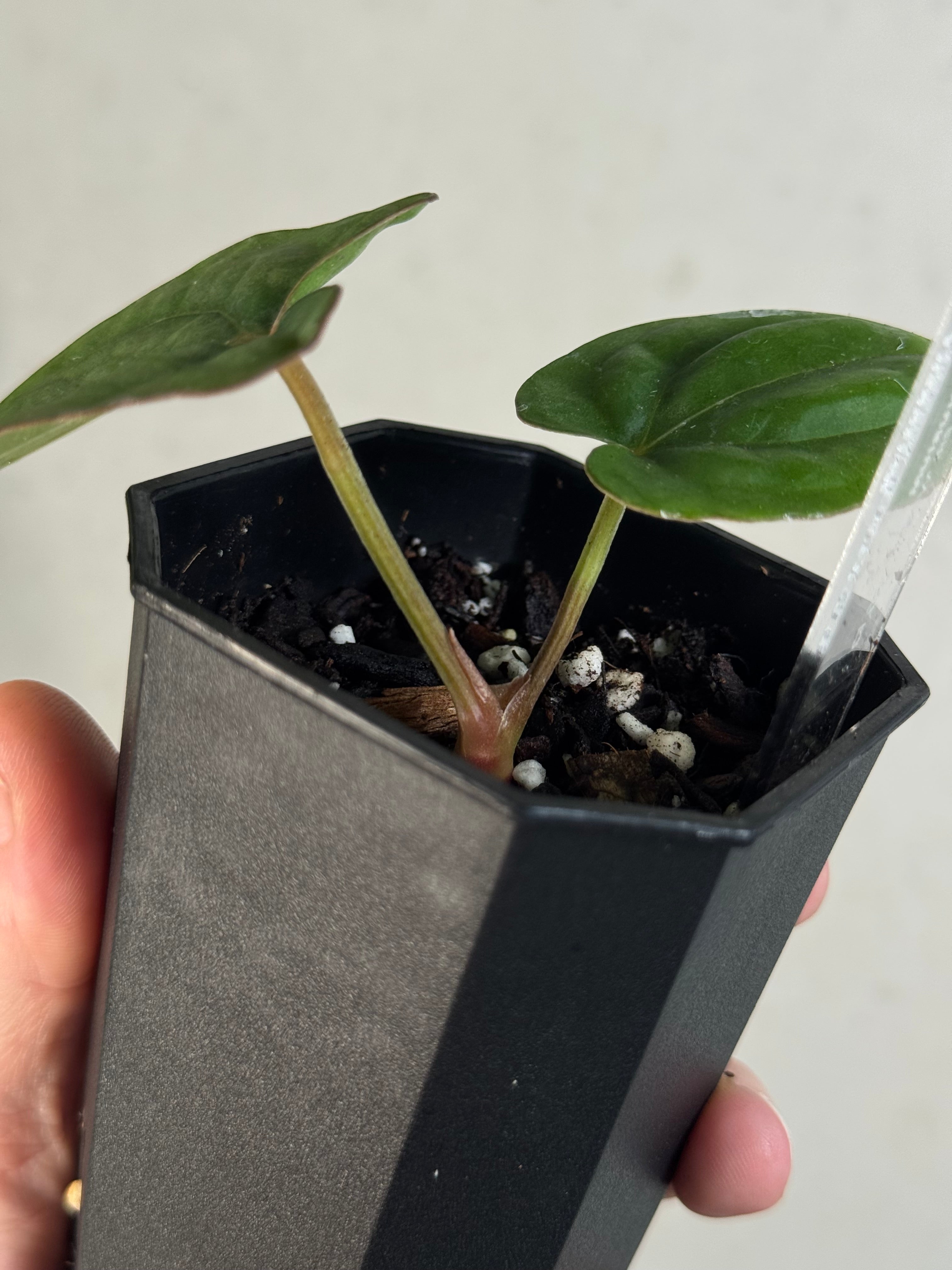 Anthurium Dressleri ‘Windy’ x RG F2 - Clone