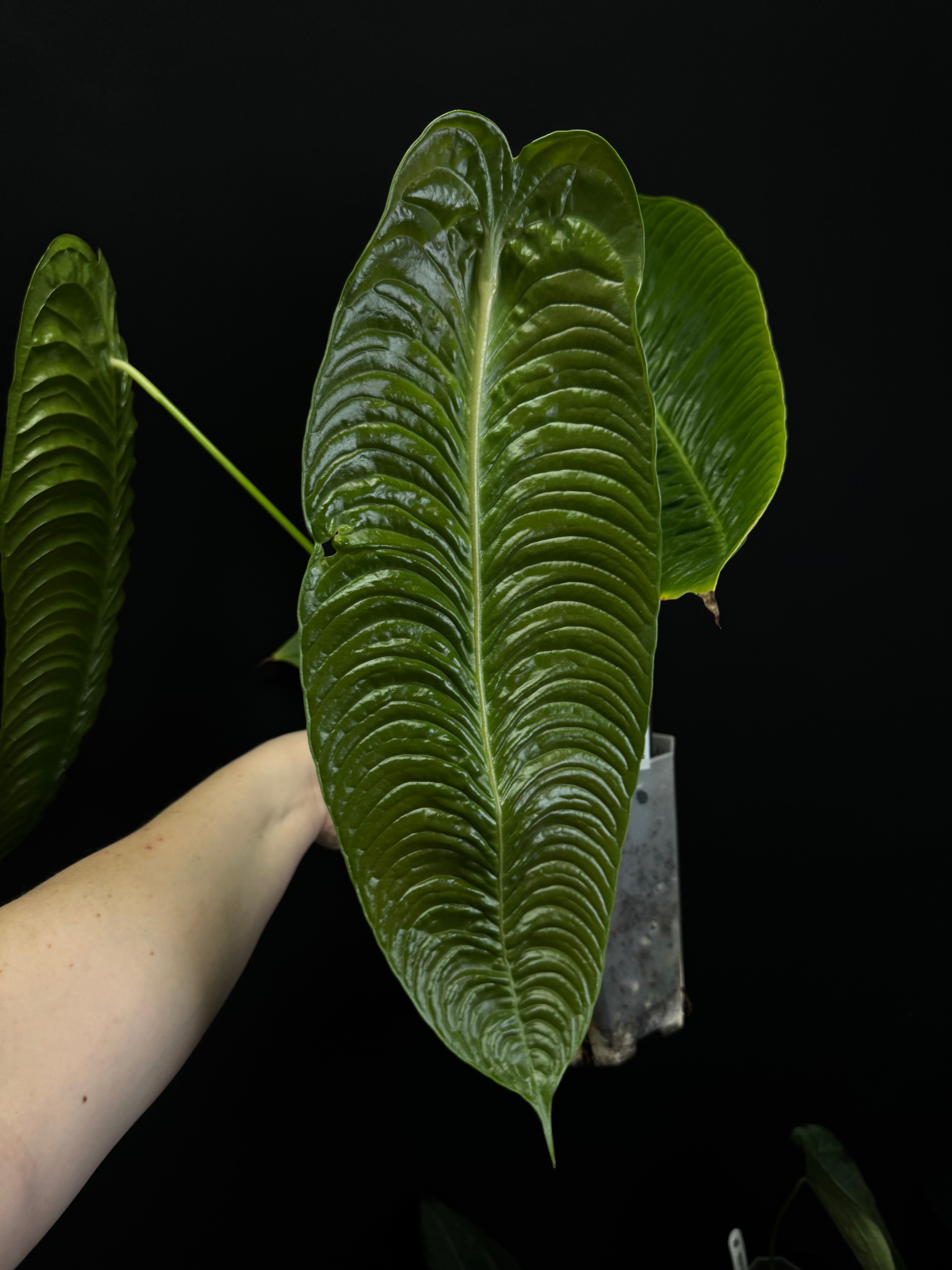 Anthurium Veitchii