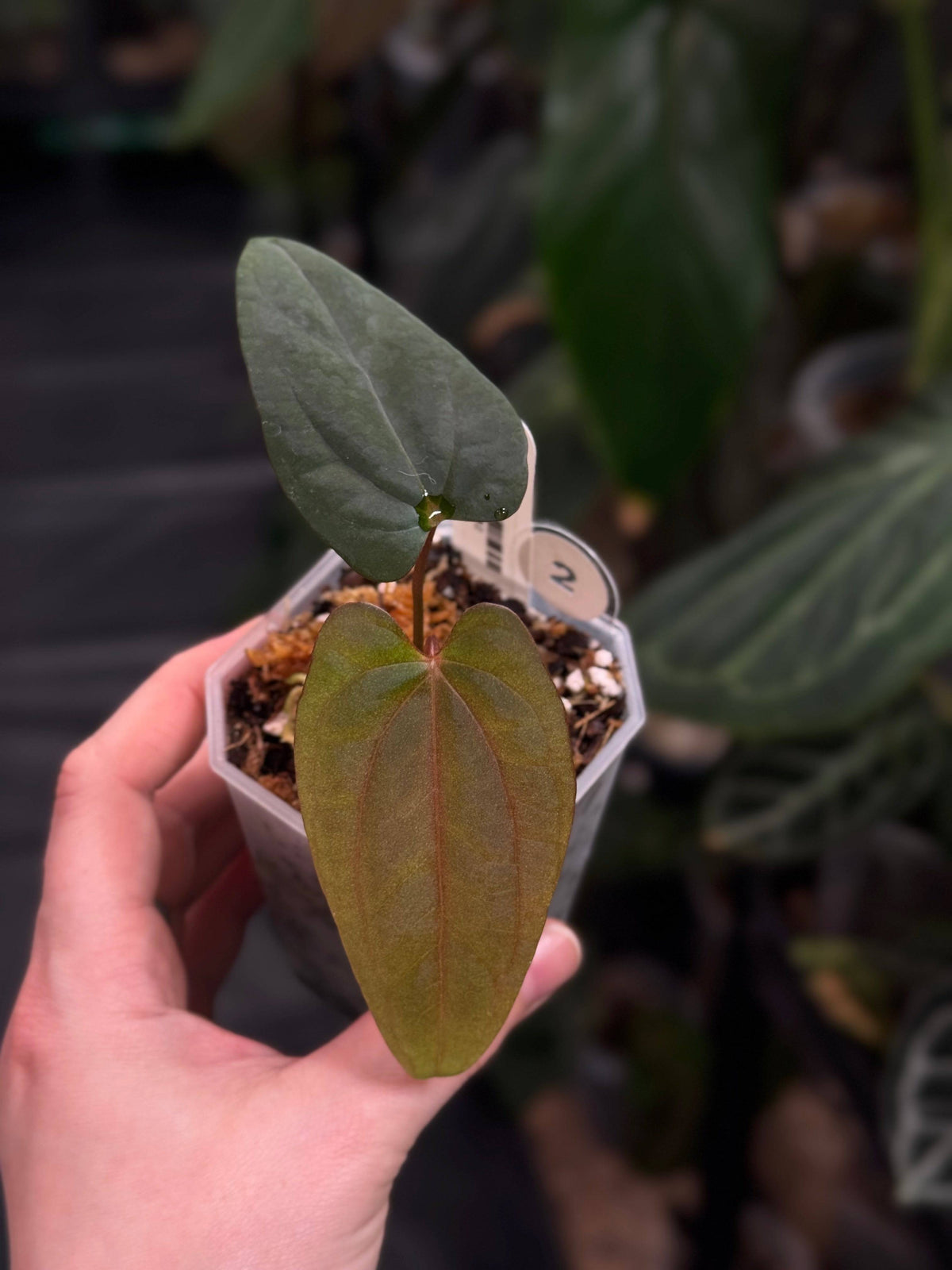 Anthurium Fort Sherman x Red Vein Dark Phoenix plant with glossy dark leaves and striking red-veined foliage, potted for display.